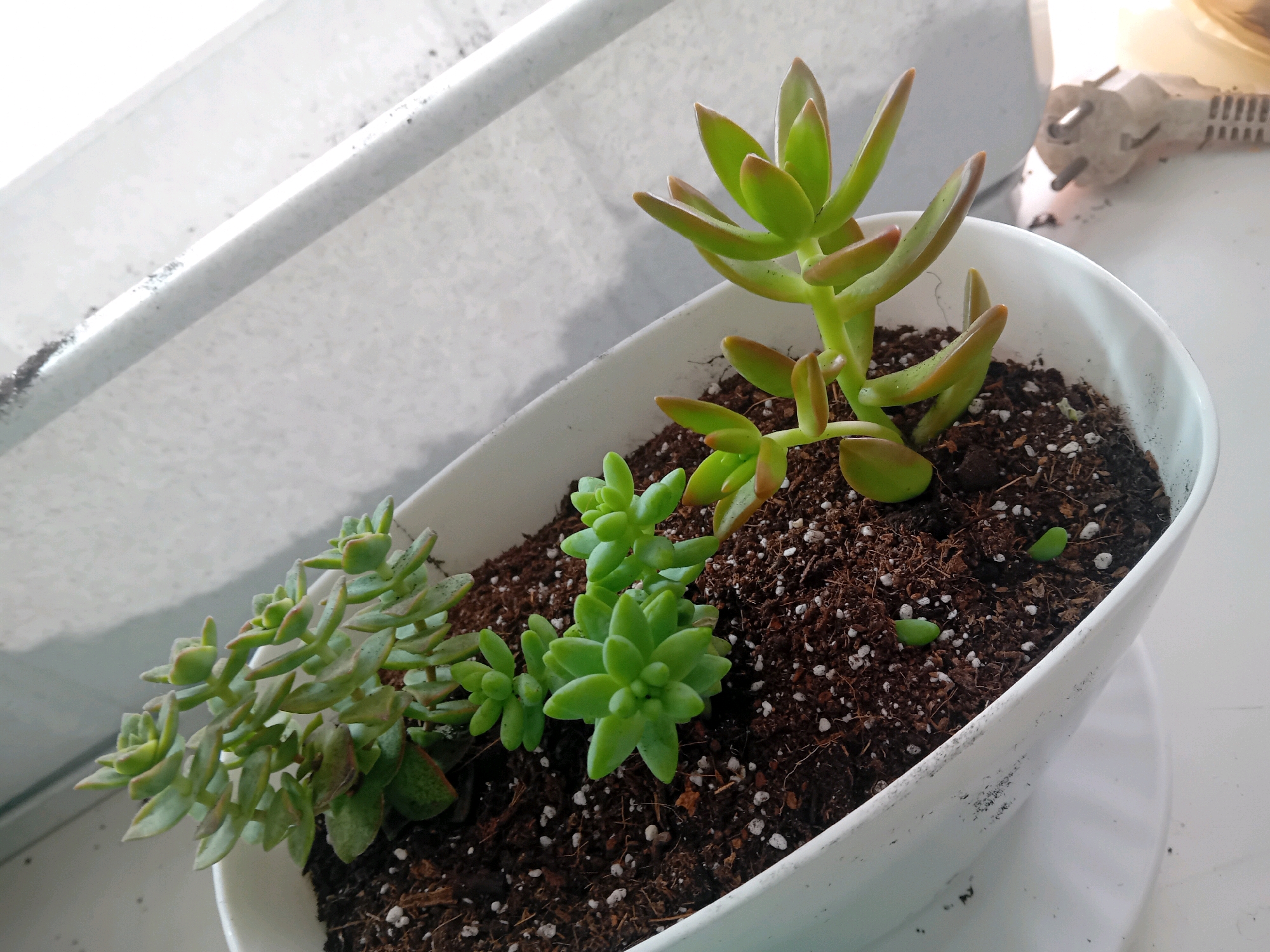 A close-up, high-angle shot shows a white, oval-shaped pot containing several succulent plants. The succulents are varied in appearance, with one tall, bright green plant with reddish-tipped leaves at the back of the pot and a trailing, light green succulent with smaller, more numerous leaves on the left side. A cluster of small, rounded, bright green succulent rosettes is visible in the center of the pot. The plants are rooted in dark brown soil with small white perlite mixed in. The pot sits on a white saucer, which is on a white surface, likely a windowsill. In the background, out of focus, is a white ledge or windowsill with some debris, and further back, a white electrical plug with metal prongs is visible against a blurred background. There is no indication of the city of Chuhuiv, Ukraine, or any specific geographical markers within the image.