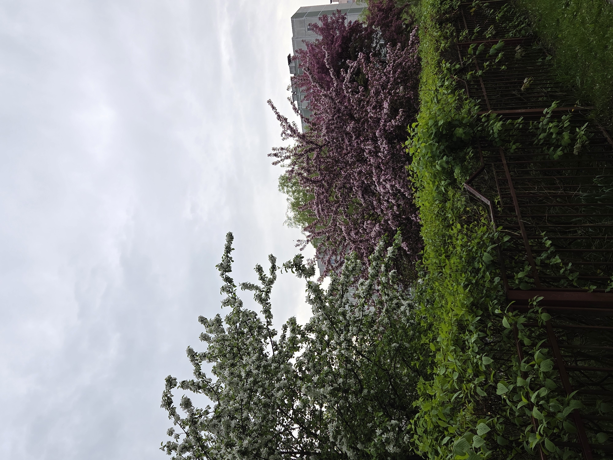 The image depicts a scene with vegetation in an urban setting. On the left, a tree with white blossoms stands against a cloudy sky. Adjacent to it, a tree with pink blossoms is visible, with a building in the background. To the right, dense green foliage covers a structure, possibly a fence or railing, made of dark metal. The photograph is taken from a low angle, looking upwards. The city of Unknown, Unknown, is not identifiable.