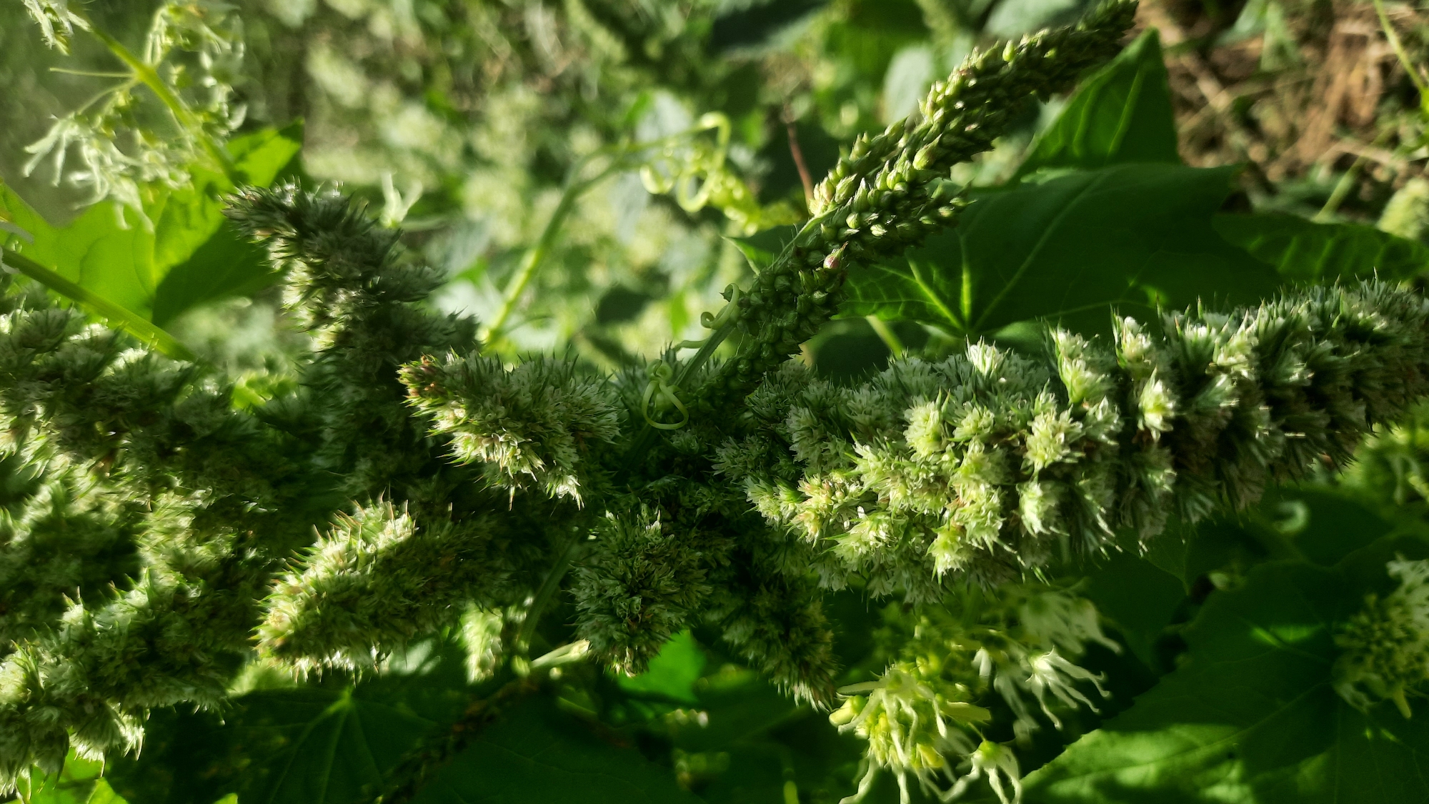 The image shows a close-up, detailed view of the developing seed heads of a plant, likely an Amaranth species, in an outdoor setting. The seed heads are elongated and dense, covered in small, prickly structures that are a light green color. Some of the structures have a whitish, feathery appearance, suggesting they are part of the flower or developing seeds. The background consists of blurred green foliage and hints of brown earth, indicating a garden or natural environment. There are no people or man-made objects visible in the image. The lighting suggests it is daytime, with sunlight illuminating the plant from the side, creating highlights and shadows on the seed heads and leaves. The location in Shklov, Belarus, is not discernible from the visual content of the image itself.