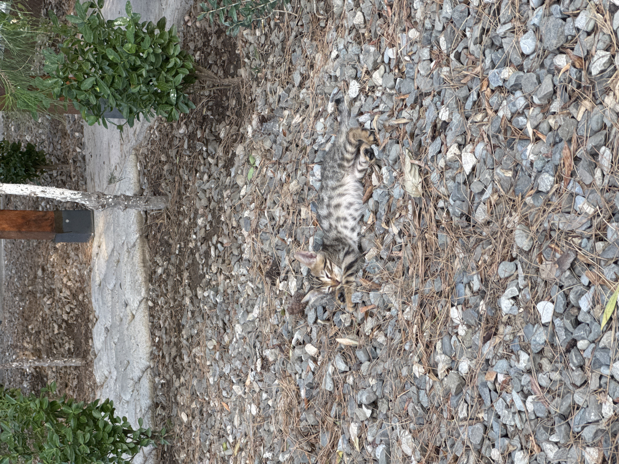 A small, tabby kitten is sleeping on a bed of grey gravel and pine needles in a garden area. The kitten is curled up on its side, with its eyes closed and its paws tucked underneath its body. The gravel is a mix of light and dark grey stones, and there are several dry pine needles scattered across the surface. The garden area appears to be a public space, with a paved walkway and some small trees and bushes visible in the background.