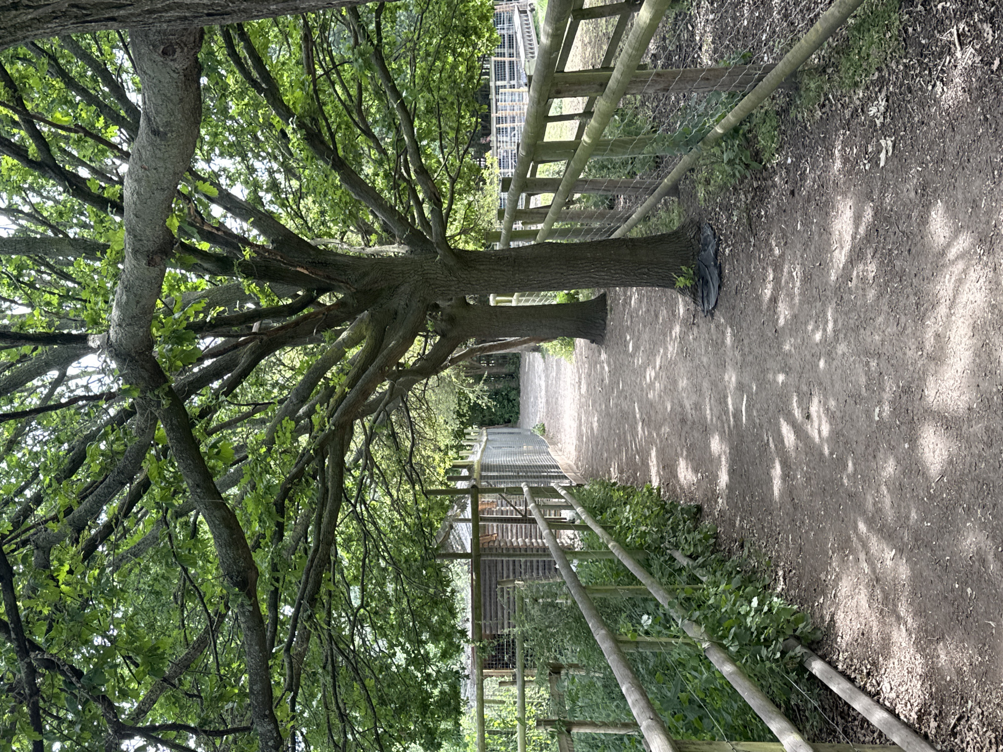 The scene depicts a path bordered by wooden fences, overshadowed by a large tree with extensive branches and foliage. The path appears to be composed of dirt or gravel, with dappled sunlight creating patterns on its surface. Green vegetation is visible along the fence lines. The location is possibly a park or wooded area within London, United Kingdom. No people are visible in the image.