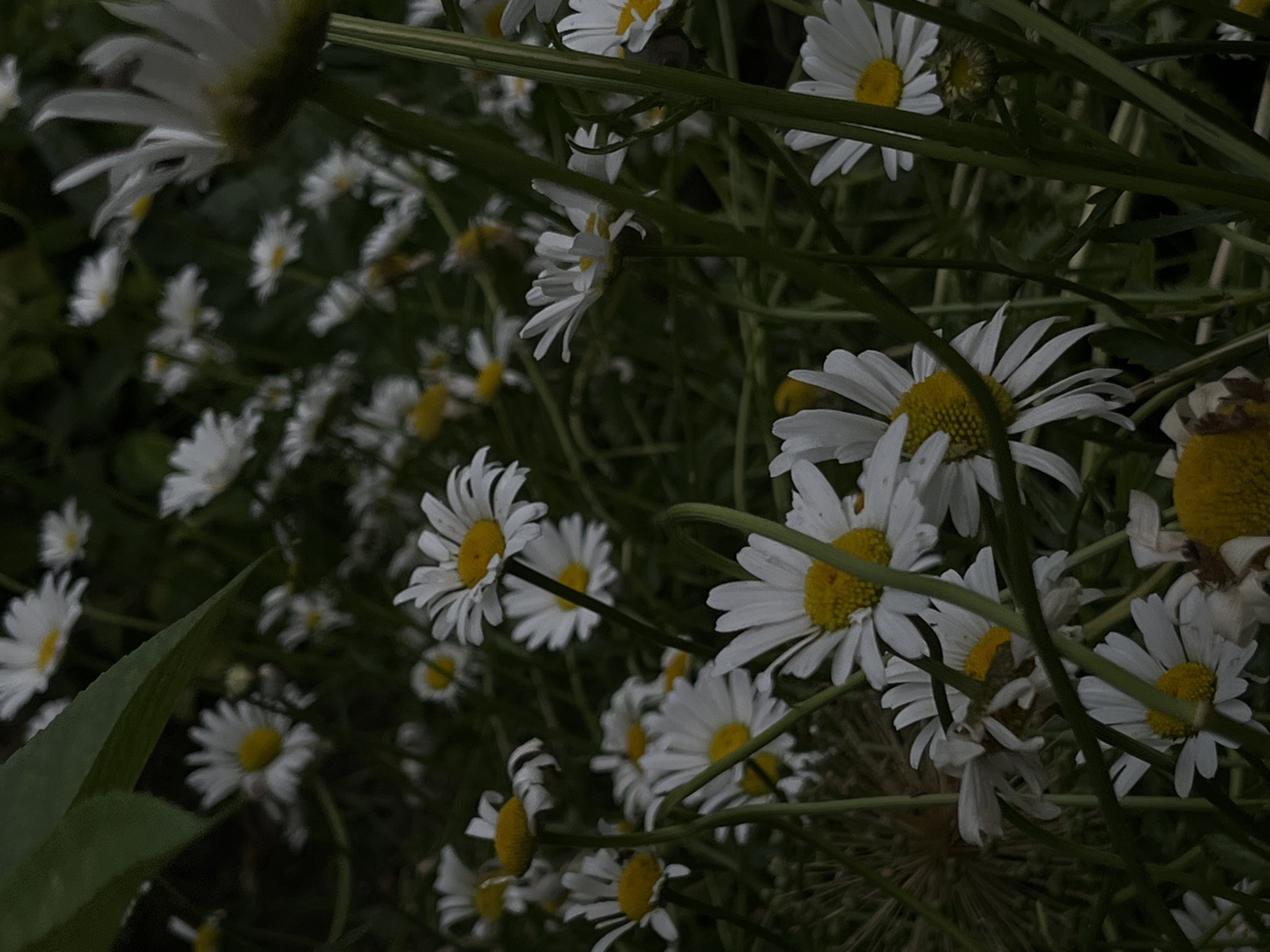The image depicts a close-up view of a cluster of white daisies with yellow centers, growing amidst green foliage. The daisies are in various stages of bloom, with some fully open and others partially closed. The lighting is dim, suggesting it may be overcast or late in the day. The background is out of focus, with hints of more flowers and green leaves. There are no people or animals visible in the image. The setting appears to be a garden or natural outdoor area. It is not possible to determine the exact location within Novopokrovskaya, Russia, from the image alone, but it is a naturalistic outdoor scene.