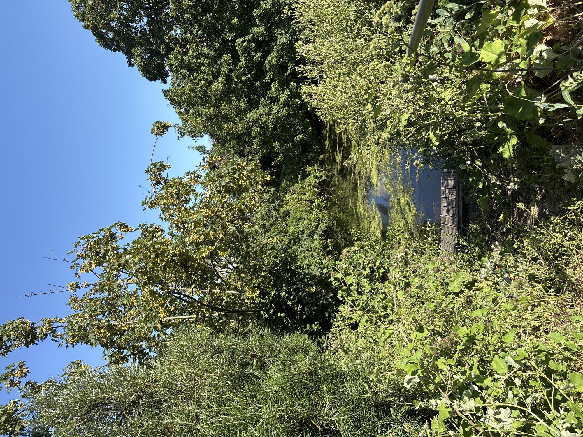 The image depicts a tranquil natural scene, likely in a park or garden, featuring a small, dark body of water covered in a layer of green algae. The water's edge is densely overgrown with various types of vegetation, including tall, leafy plants and smaller, thorny bushes with purple buds. To the left, a tall, wispy tree with silvery-green foliage stands out against a clear, bright blue sky. In the center, a small wooden jetty extends into the water. Behind the jetty, mature trees with lush green leaves create a dense canopy, their branches arching over the water. Sunlight filters through the leaves, casting dappled shadows. The overall impression is one of a secluded, natural enclave. The image does not contain any people or animals. The scene is consistent with a location within the city of Chelmsford, United Kingdom, possibly an area such as the grounds of Hylands Estate or one of the city's numerous local parks that incorporate natural water features and abundant plant life.
