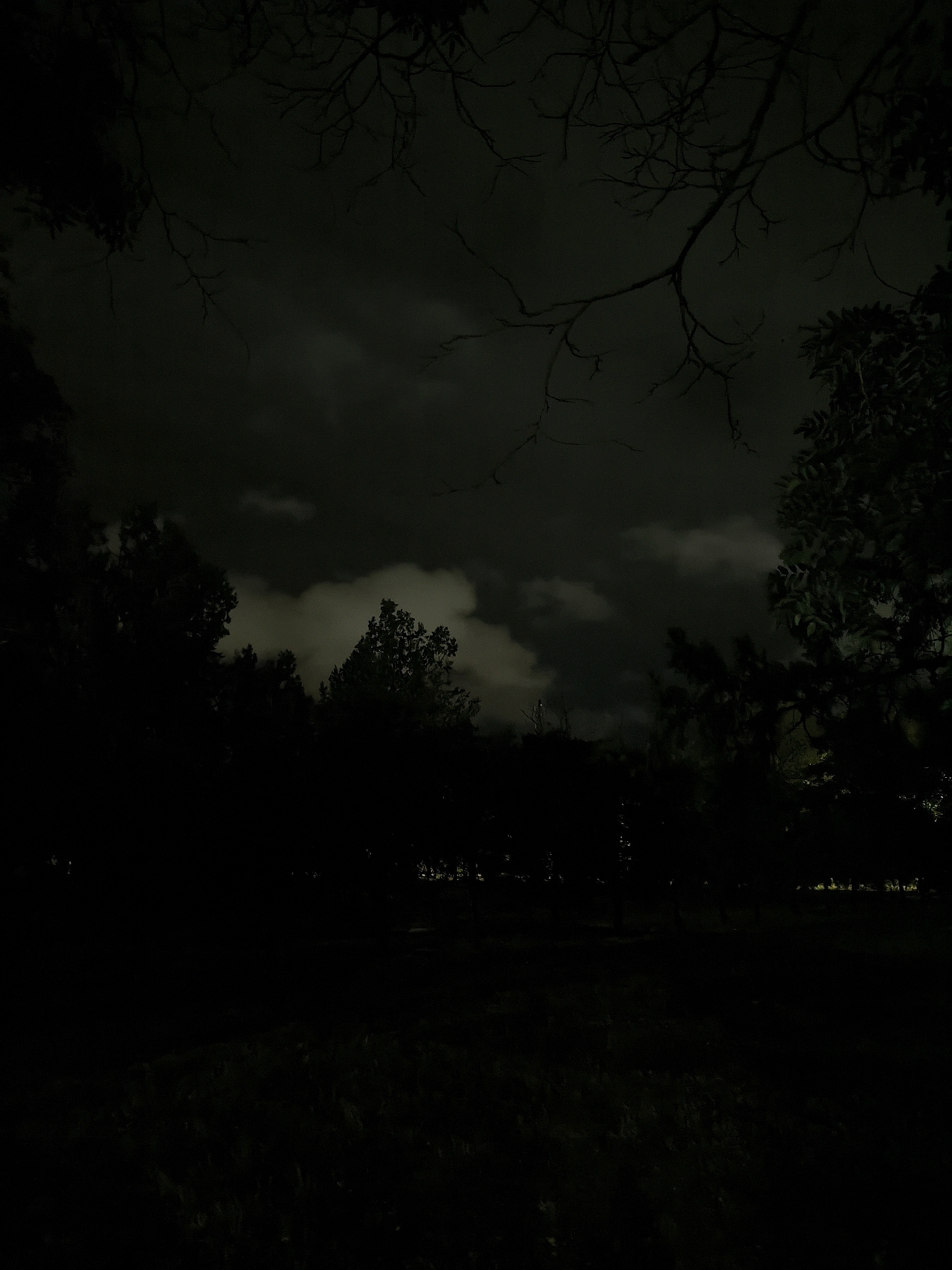 The image depicts a nighttime scene in a park or wooded area in Mykolaiv, Ukraine. The sky is dark and overcast, with some lighter patches of clouds visible. Silhouetted against the sky are the bare branches of trees in the foreground, and the dark shapes of trees and foliage further back. There are faint lights visible in the distance, possibly from streetlights or buildings. The ground in the foreground appears to be covered in grass or vegetation. The overall mood of the image is somber and somewhat eerie due to the darkness and the stark silhouettes of the trees.