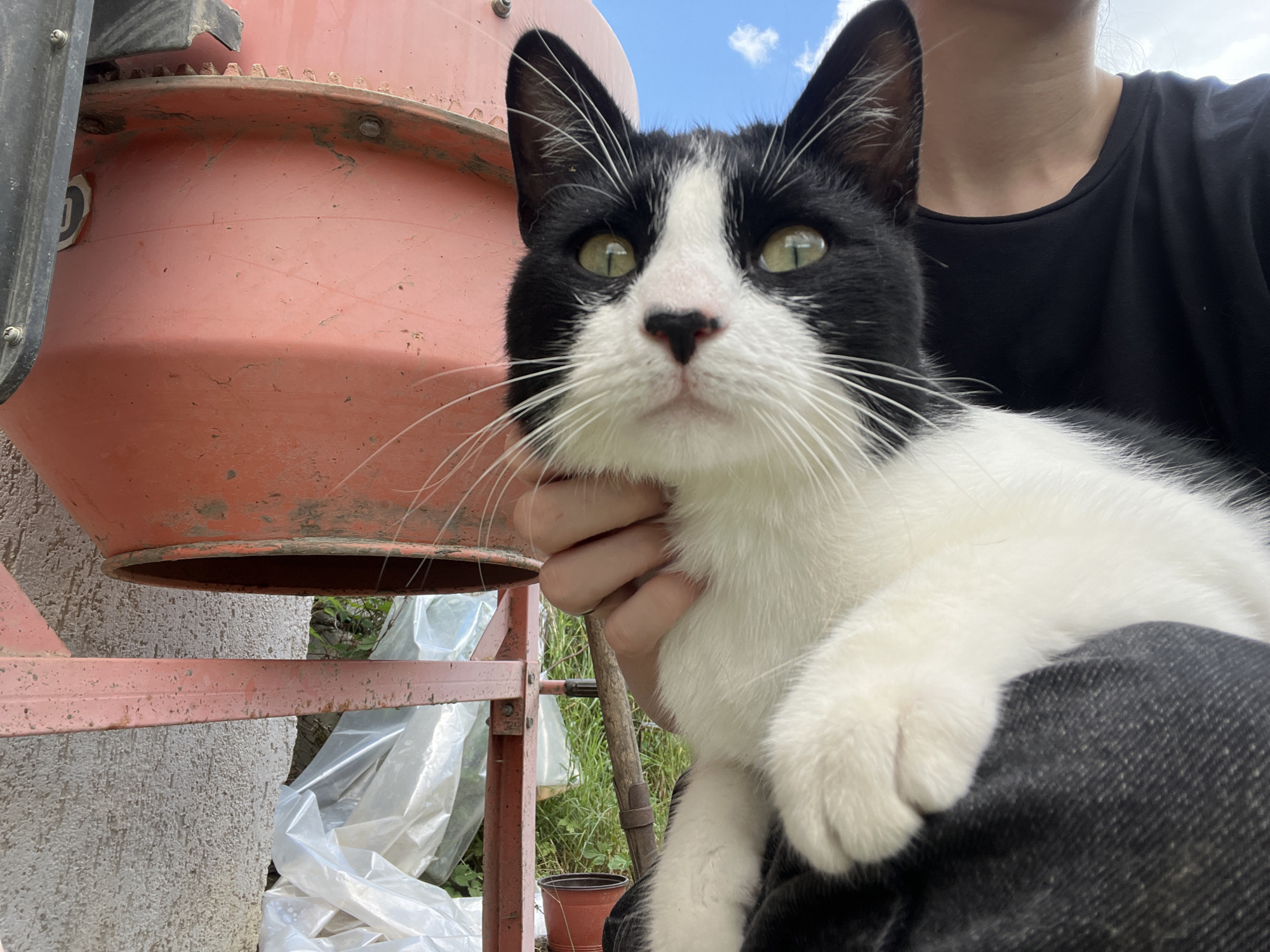 In this medium shot, a black and white cat is being held by a person in an outdoor setting, likely Smolenskaya, Russia. The cat, with striking green eyes and a white chest and paws, is looking directly at the camera with a curious expression. The person, wearing a black t-shirt and dark jeans, is holding the cat close, their hand supporting the animal's chin.
Behind the subjects, a large, rusted orange cement mixer is visible. Parts of its mechanical components and gears are discernible. To the left of the mixer, a textured concrete surface suggests a building or foundation. Further in the background, an assortment of items are present, including what appear to be white plastic tarpaulins or bags, some green foliage, and a small terracotta pot.
The sky above is a bright blue with a few white clouds, indicating fair weather and likely daytime. The overall scene gives the impression of an informal moment captured during an outdoor activity, perhaps at a construction site or a rural property. No visible text is present in the image.