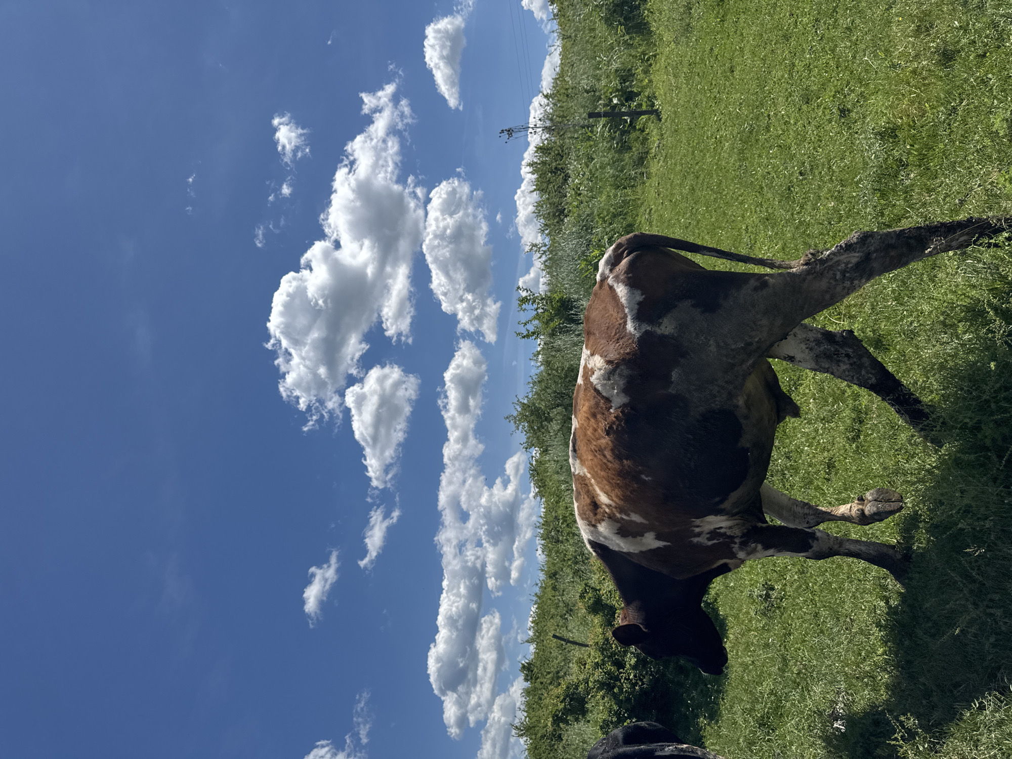 The image depicts a brown and white cow grazing in a green field under a bright blue sky with scattered white clouds. The location is Dermantsi, Bulgaria. The cow is facing away from the camera, and there is some greenery in the background. An electrical pole can be observed in the distance. The photo is taken at a tilted angle.