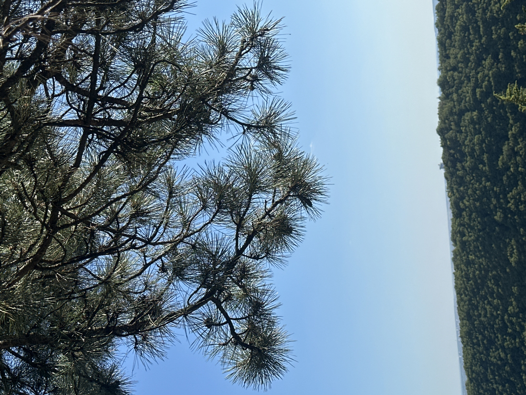 The image depicts a landscape with a clear blue sky dominating the upper portion. In the foreground, a pine tree branch with long needles hangs down from the top, its dark brown bark and green needles creating a textured silhouette against the sky. Below the tree line, a dense, rolling forest of dark green trees stretches across the horizon, suggesting a hilly or mountainous terrain. The distant background shows a faint, lighter blue haze, possibly indicating water or a more distant landmass. The overall impression is a natural outdoor scene, likely from a vantage point overlooking a forested area. There are no people or man-made structures immediately visible in this specific view. The location is described as Pryvorottia Druhe, Ukraine.
