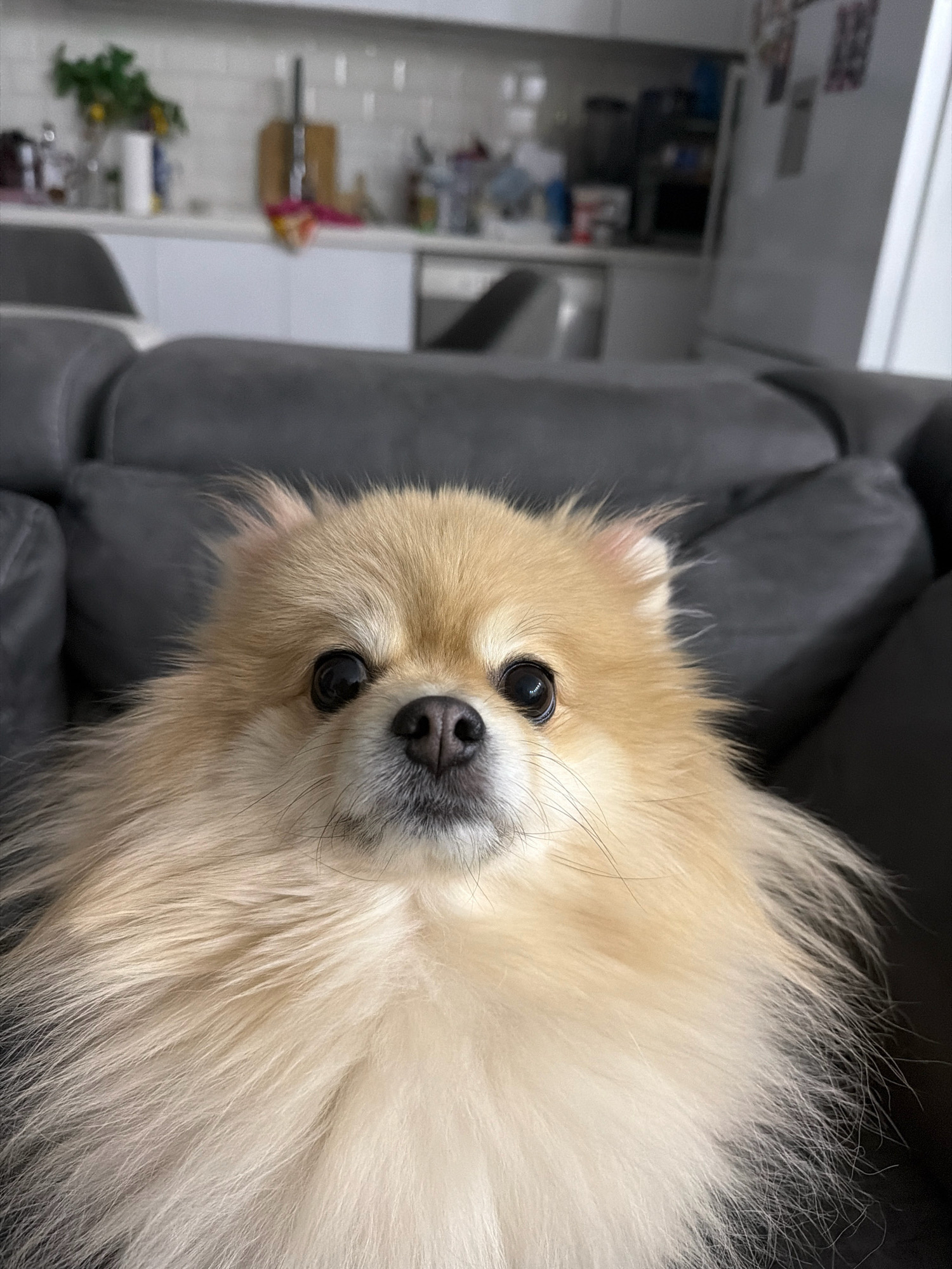 A Pomeranian dog with fluffy, light brown and white fur is the central subject of the image. It is positioned on a dark grey couch, which occupies the foreground and middle ground. The dog's face is close to the camera, with its dark eyes looking directly forward. Its nose is dark and prominent. The background is blurred, showing a domestic interior that appears to be a kitchen. Elements in the background include white cabinetry, a tiled backsplash, and various objects on countertops, suggesting the location is a kitchen in an apartment. The overall impression is a close-up portrait of a pet in a home environment. The image does not contain any information that would allow for the determination of its location in Tbilisi, Georgia.