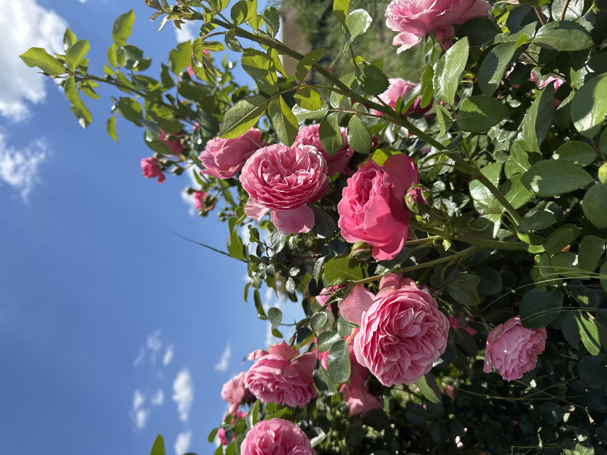 A cluster of bright pink roses, some fully bloomed and others in bud, dominates the foreground of the image. The roses are lush and detailed, with many petals visible on the open blooms. They are surrounded by dark green leaves and thorny stems, creating a dense, natural look. Behind the roses, the sky is a vibrant blue, dotted with fluffy white clouds. The overall impression is one of a sunny day in a garden, with the roses appearing healthy and in full bloom. The scene is set in a location that is Unknown, Unknown.