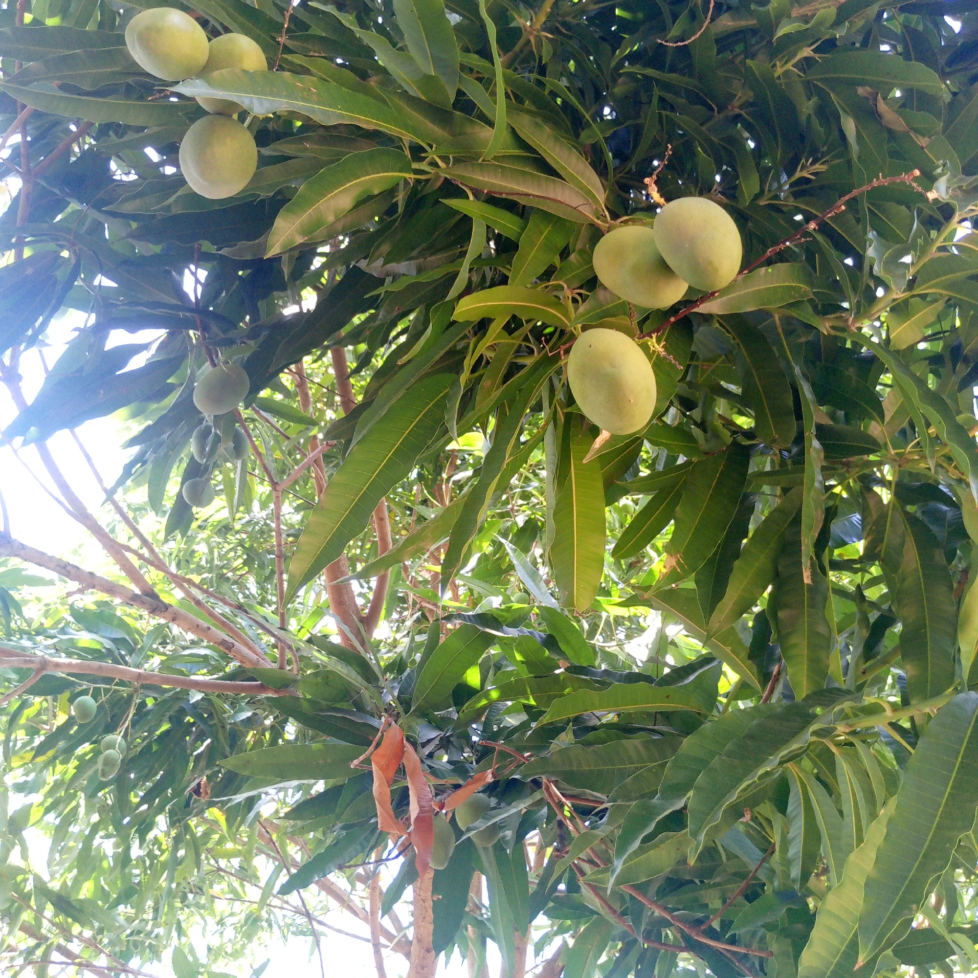 The image shows a mango tree with green mangoes hanging from its branches, located in Altagracia, Venezuela. The tree is full of leaves, with the mangoes appearing in clusters. Some dead leaves are visible. The image is taken from a low angle, looking up into the tree, with the sky visible in the background.