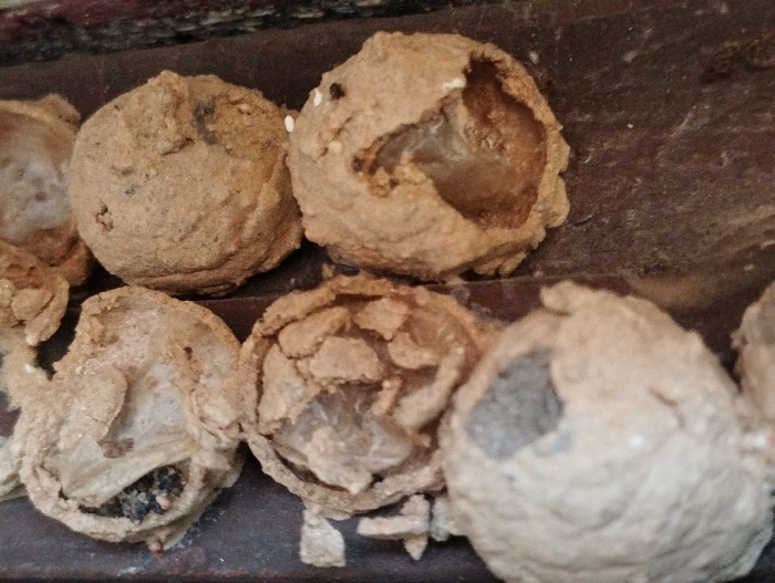 The image presents a close-up, static view of approximately six to seven dried, light brown, earthen insect nests, identified as likely belonging to mud dauber or potter wasps, located in Guacara, Venezuela. The nests are predominantly spherical to ovoid in shape and are clustered upon a dark, unidentifiable background surface, possibly wood or metal. Several nests exhibit structural damage: one in the upper-right section features a large, irregular opening exposing its hollow interior; another in the lower-left foreground is significantly broken, revealing internal cellular structures and dark, granular debris; and a third nest in the lower-right foreground shows a smaller, jagged perforation. The texture of the nests appears rough and fragmented, consistent with aged, dried mud or clay. No individuals, discernible actions, or active interactions are present in the scene.