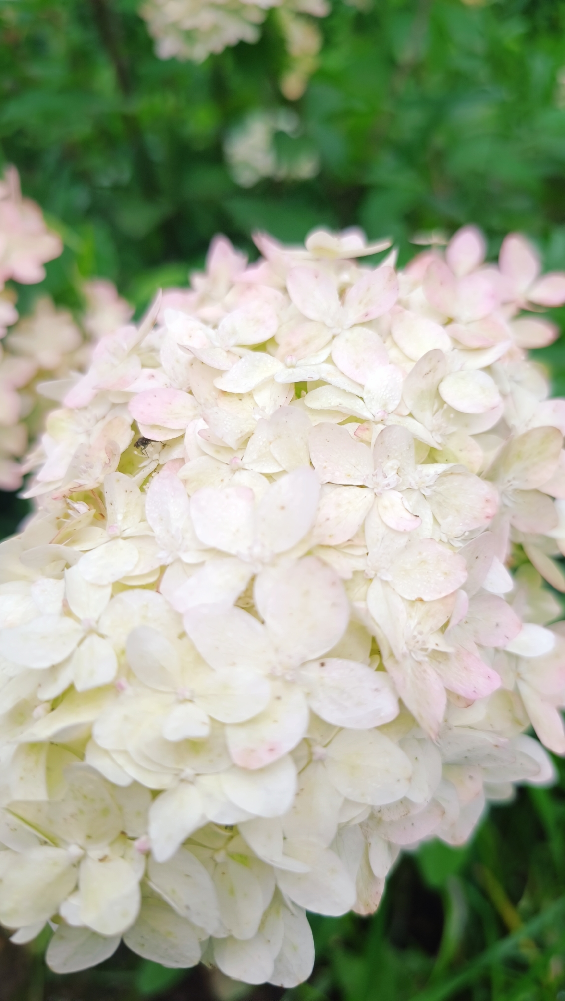 The image is a close-up, vertical, outdoor shot of a cluster of white hydrangea flowers. The flowers are dense and appear slightly damp, with some showing hints of pink at their edges. A small, dark insect is visible on one of the petals. The background is blurred, showing green foliage and other out-of-focus flowers. The scene is likely in a garden or natural setting. There is no indication of the city of Karsha, Russia, or any people in the image.