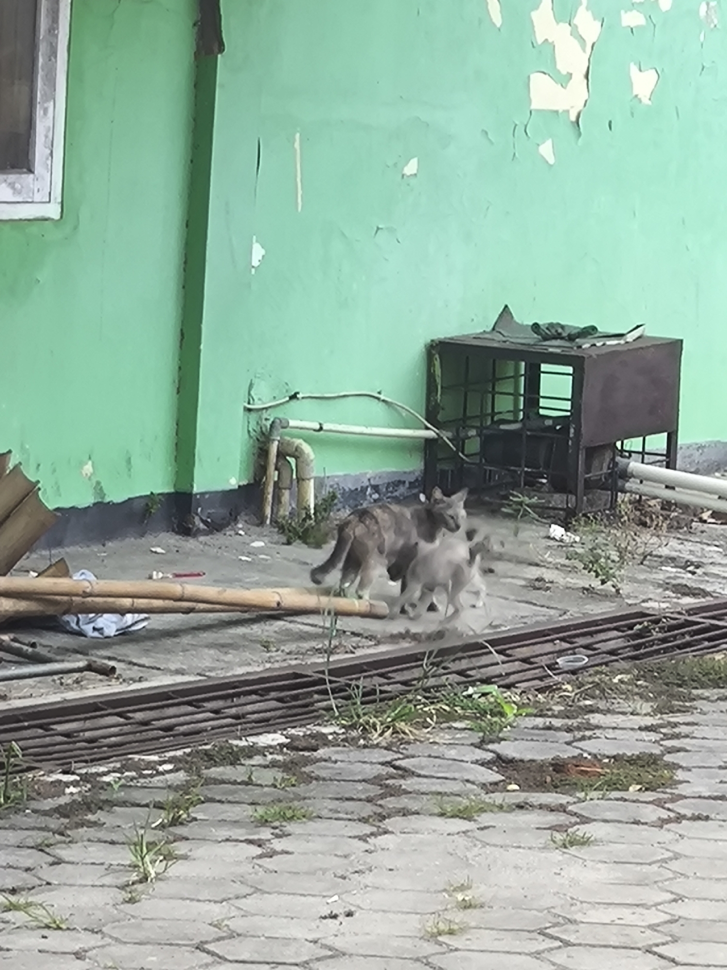 A medium shot captures two cats, an adult and a kitten, in a close interaction outdoors. The adult cat, predominantly grey with tabby markings, is positioned on the left, facing right. Its gaze is directed downwards towards the kitten. The kitten, lighter in color and appearing smaller, is situated to the right of the adult cat, also facing right. They are positioned on a paved surface in what appears to be an urban or semi-urban setting. The background features a distressed, bright green wall, with sections of peeling paint revealing an underlying layer, possibly white. To the right of the cats, a dark metal structure, resembling a cage or a cabinet with shelves and a metal grate, is visible against the green wall. Further to the right, white pipes extend horizontally along the wall. In the foreground, a collection of metal grates and wooden bamboo poles lie on the paved ground. The paving stones are hexagonal and interspersed with patches of soil and growing grass. The scene suggests an informal outdoor area, potentially behind a building in Cilegon, Indonesia.