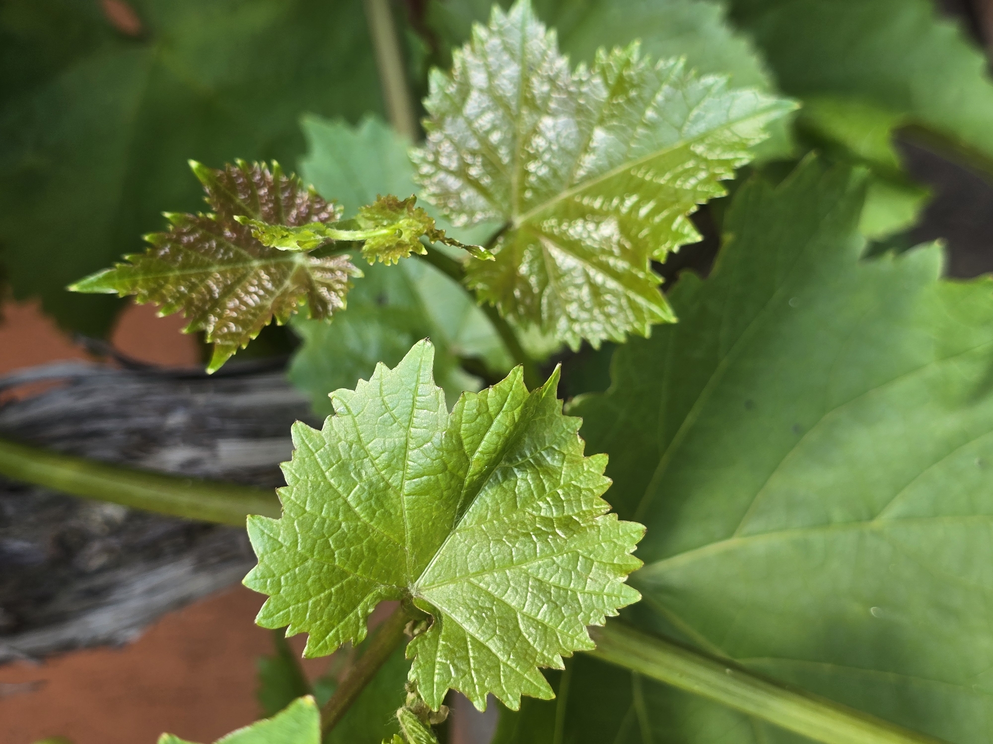 The image is a close-up, macro photograph of new grape leaves emerging on a vine. The foreground features a vibrant, bright green, serrated leaf that is unfurling. To its left, a cluster of smaller, developing leaves shows a reddish-brown hue, suggesting they are younger or have less chlorophyll. The background is filled with lush, out-of-focus green foliage, creating a soft bokeh effect. A thin, green vine stem runs diagonally across the image. The lighting appears natural and bright, possibly indicating daytime. The setting is likely an outdoor environment where grapevines are cultivated. There is no visible text in the image. The overall impression is one of new growth and the vitality of spring or early summer in a natural or garden setting.
