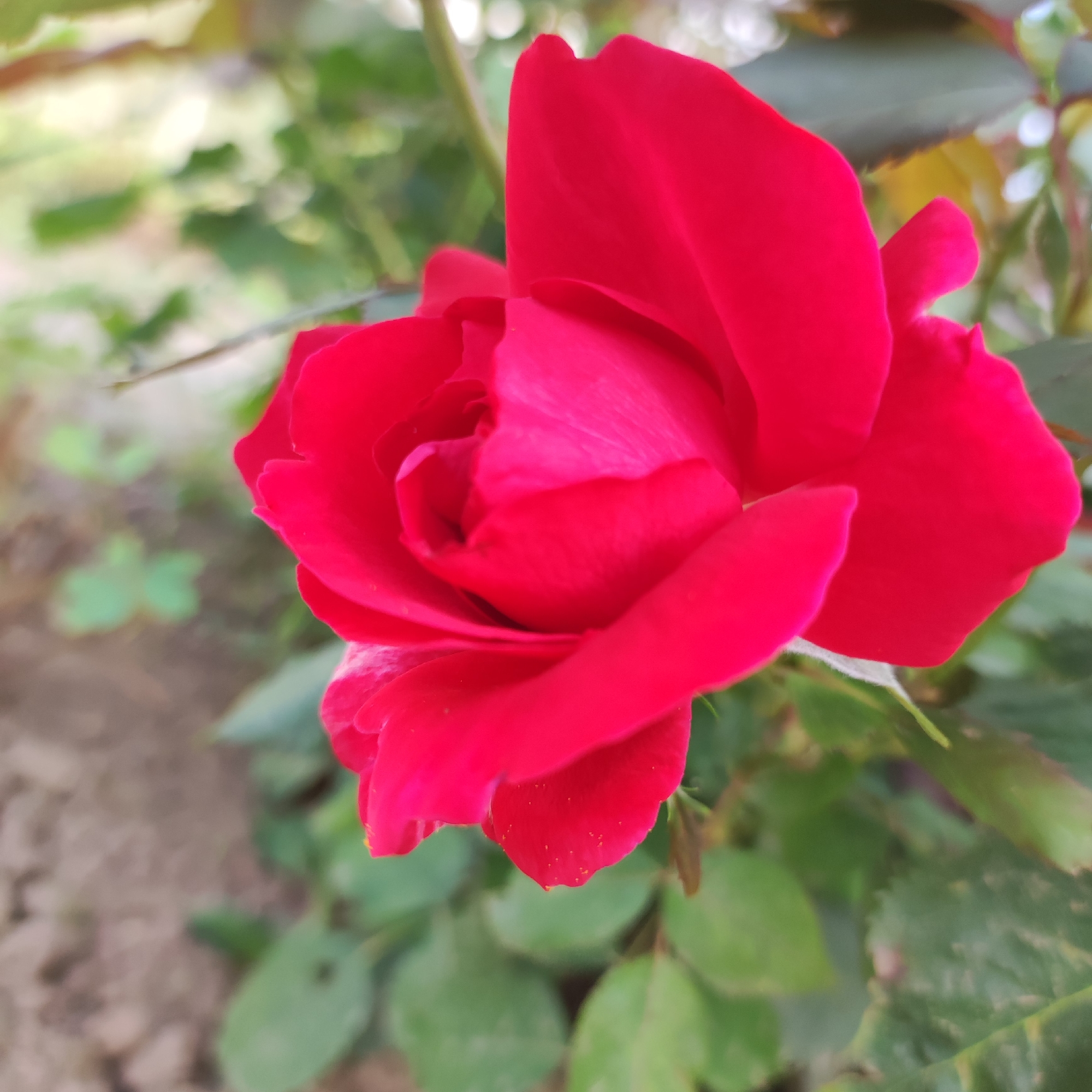 A close-up, low-angle shot captures a vibrant red rose in bloom, its petals unfurling in soft focus. The background is a blur of green foliage and light, suggesting an outdoor setting. The rose is the sole subject, positioned slightly off-center to the right, with its texture and color the primary focus. The image appears to be taken in a garden or park environment. There are no people or specific architectural features visible. The scene depicts a natural, botanical subject. The image does not contain any information indicating its location in the city of Navoloki, Russia.