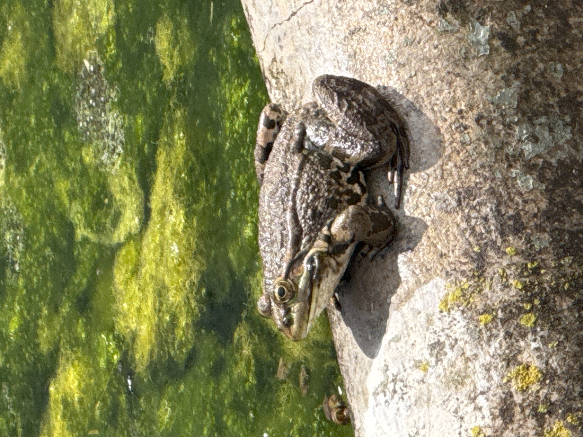 An overhead shot captures a frog resting on the edge of a light-colored, rough concrete or stone surface. The frog, mottled in shades of brown and green with dark markings, is positioned with its head facing a body of water that fills the left portion of the frame. This water is densely covered in vibrant green algae or aquatic vegetation, suggesting a still or very slow-moving water source. Strong, defined shadows cast by the frog and the edge of the surface indicate bright sunlight, suggesting it is daytime under clear skies. The texture of the concrete or stone is prominent, showing wear and possibly some light-colored lichen patches. The frog appears alert, with its eyes clearly visible. The scene depicts a natural or semi-natural outdoor environment, potentially a pond, river bank, or drainage channel in Dragovishtitsa, Bulgaria. There is no visible text.