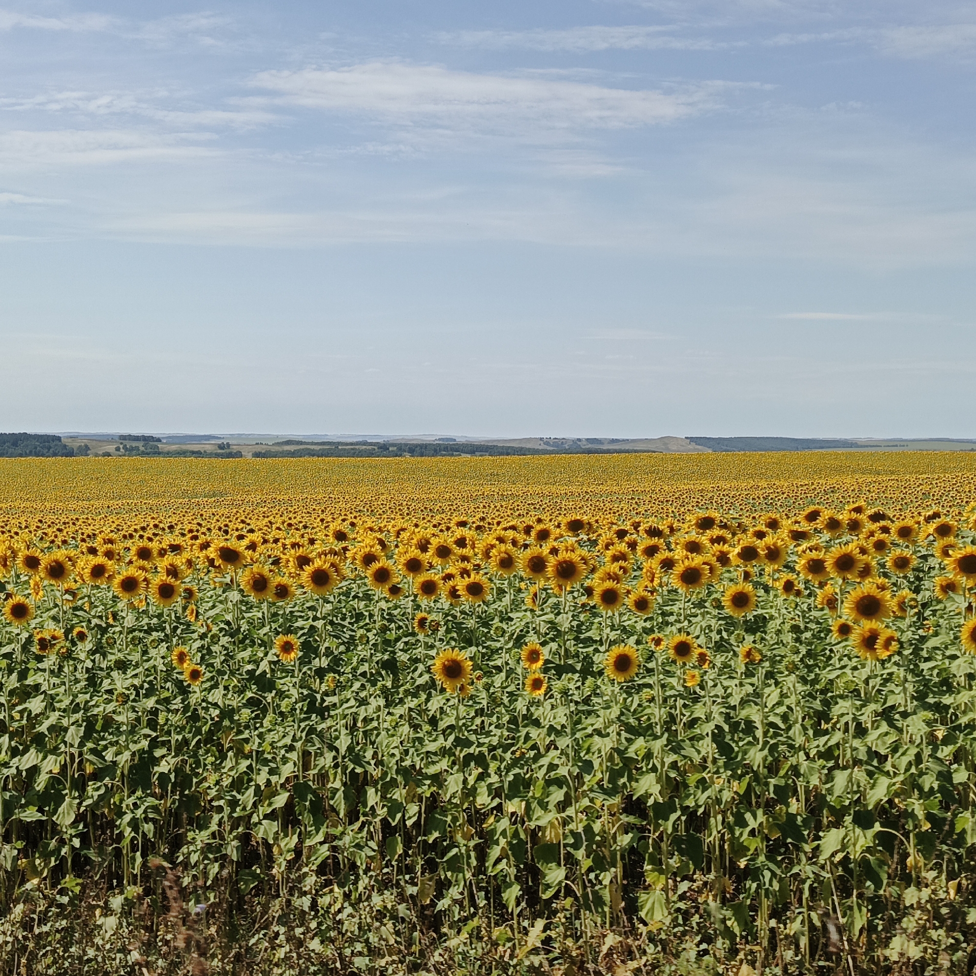 The image shows a vast field of sunflowers under a blue sky with scattered white clouds. The field stretches to the horizon, with rolling hills in the distance. The sunflowers are in full bloom, with their yellow petals facing the sun. The foreground of the image shows more detail of the sunflowers, with some in sharper focus than others. The overall impression is one of natural beauty and abundance. The location is identified as Tugustemir, Russia.