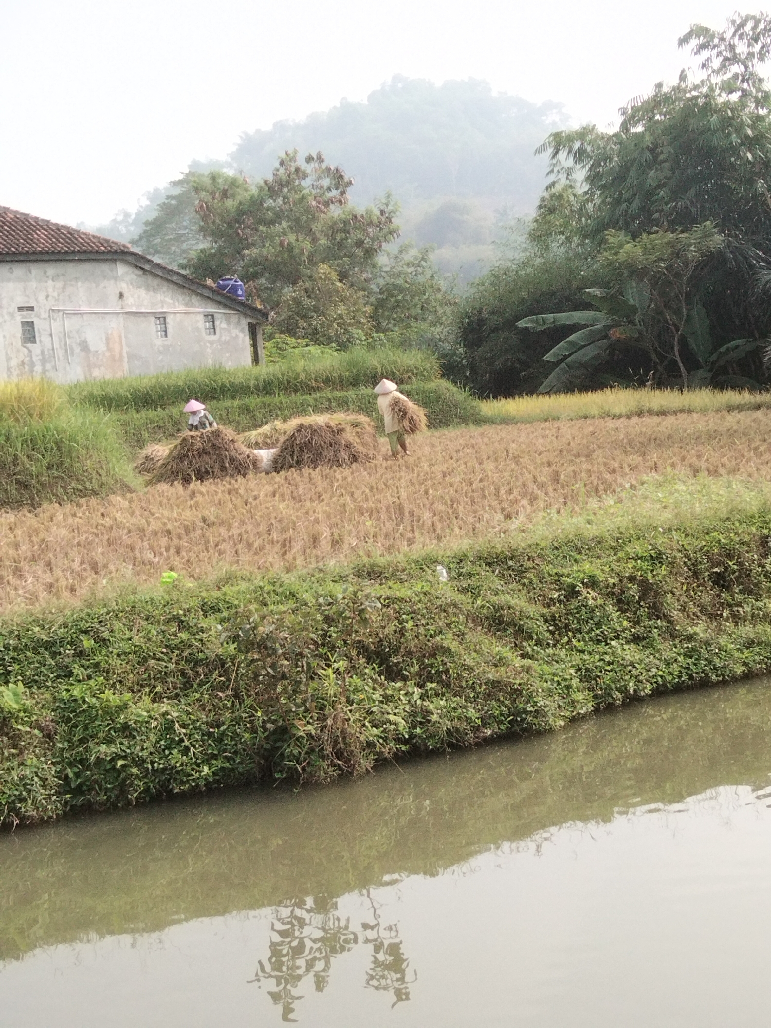 The image depicts a rural scene in Cikadu, Indonesia, likely a rice paddy. In the foreground, a body of calm, murky water reflects the vegetation and sky. A dense line of green bushes and plants borders the water, with some dry, brown grasses interspersed. Beyond this, a harvested rice field stretches out, with stubble covering the ground. Two individuals, dressed in traditional conical hats and light-colored clothing, are actively working in the field. One person is in the middle ground, tending to large piles of harvested rice stalks. Another individual is further to the right, carrying a bundle of rice stalks. In the background, a simple, light-colored house with a red tiled roof is visible, situated amongst lush green vegetation. Further back, a misty, forested hillside rises, adding depth to the landscape. The overall atmosphere is subdued, possibly due to overcast or misty weather conditions, with a muted color palette dominated by earthy tones and various shades of green.