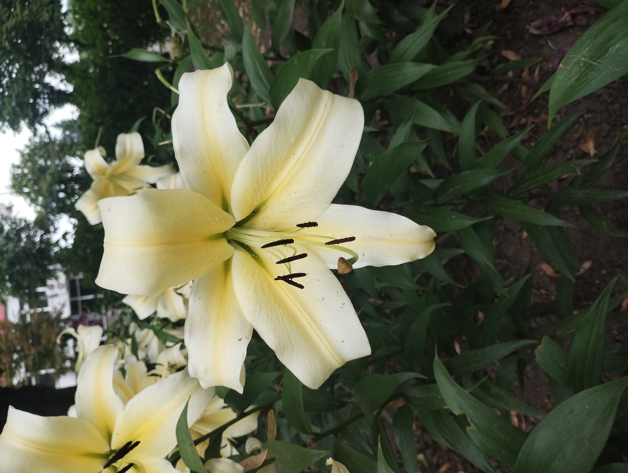 A close-up, vertically oriented, outdoor photograph features several creamy yellow lilies in bloom. The prominent lily in the foreground is in sharp focus, showcasing its delicate petals, which are tinged with a soft yellow hue towards the center. Dark brown anthers and filaments are clearly visible in the heart of the flower. Several other lilies, some fully open and others still budding, are visible in the background, slightly out of focus, creating a layered effect.
The lilies are surrounded by lush, dark green foliage, which fills the lower and right portions of the frame. The background also includes hints of trees with dappled sunlight and possibly a building with windows, suggesting an outdoor garden setting. The lighting appears soft, indicative of an overcast day or early morning/late afternoon. The overall mood is serene and natural. There is no visible text in the image. The location context of Sumy, Ukraine, suggests this could be a garden in that region.