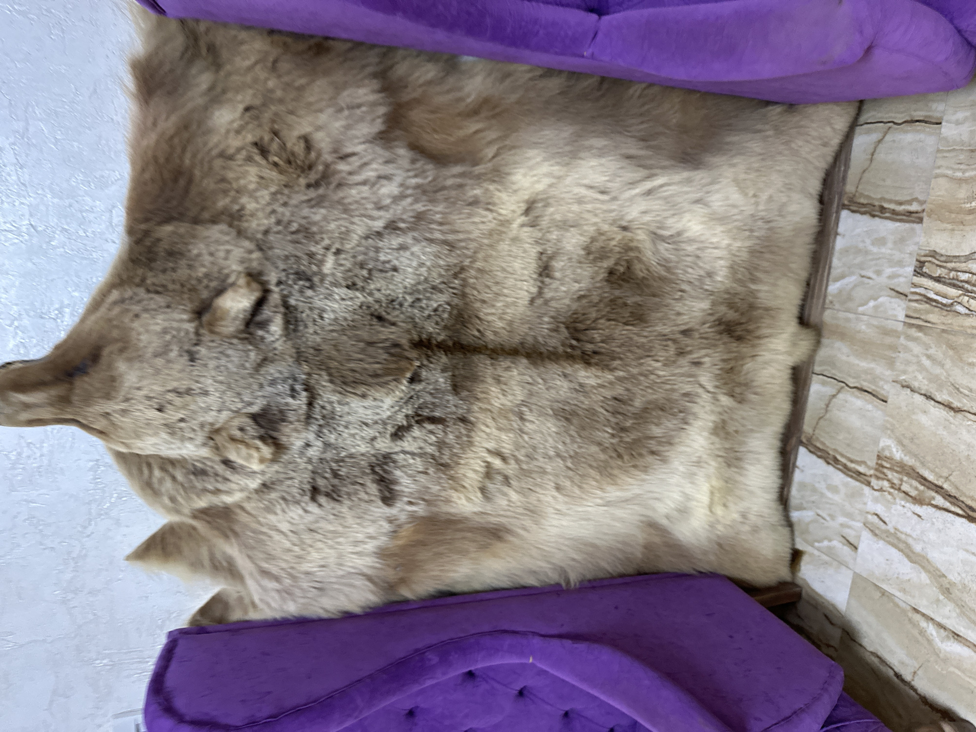 The image shows a close-up view of a light brown animal pelt with its head intact, displayed on what appears to be a wooden floor with a marble-like pattern. The pelt is positioned between two plush purple armchairs, with the head facing upwards and slightly forward. The texture of the fur is clearly visible, with variations in color and length. The background is a textured white wall. The overall impression is one of indoor decoration or display. There is no indication of the specific location within Krasnaya Polyana, Russia, other than it is an indoor setting.