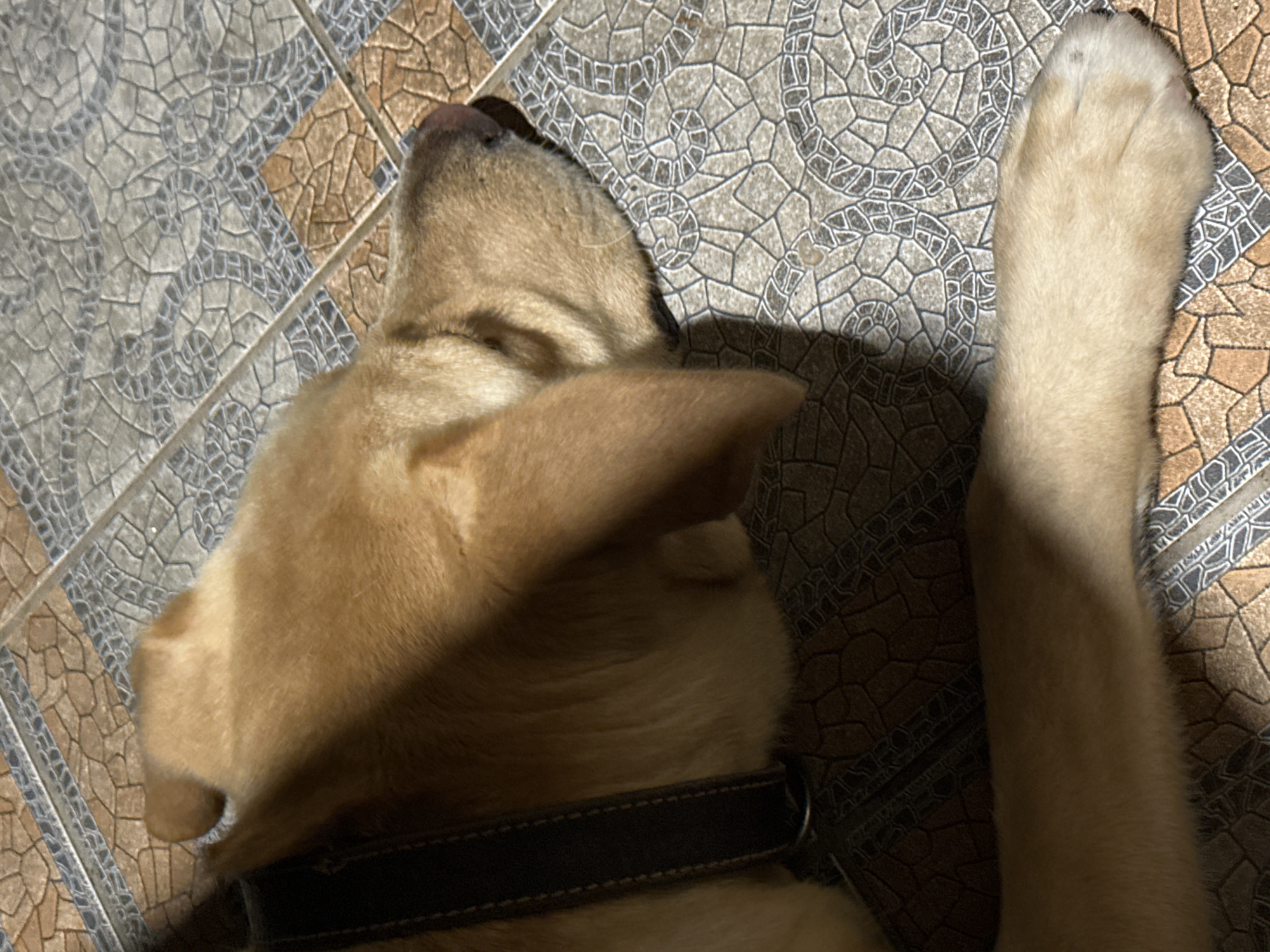 The image shows a close-up of a light-colored dog sleeping on a tiled floor. The dog is wearing a dark collar. Sunlight casts a shadow across the dog's head and face. The floor tiles are a mosaic of beige, brown, and gray geometric patterns. No people are visible in the image, and there is no indication of the location being in Sochi, Russia.