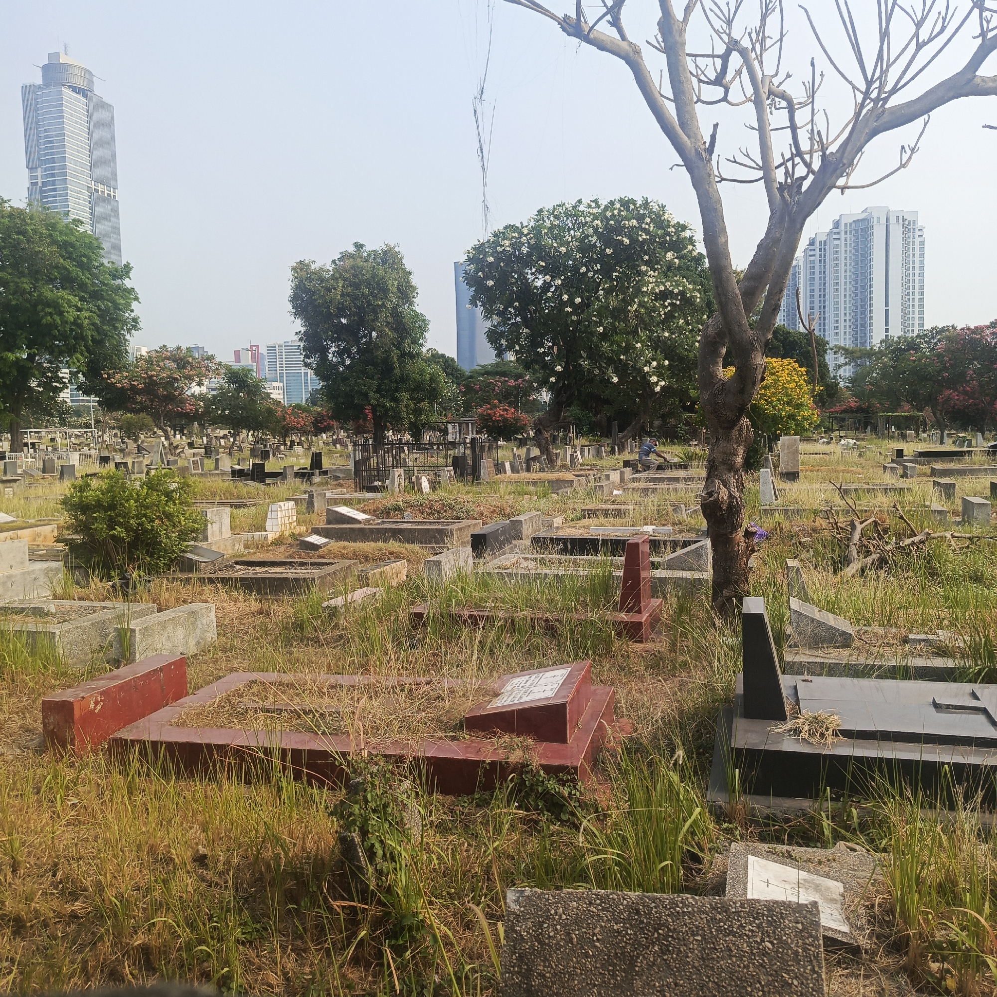 This image depicts a cemetery in the city of South Jakarta, Indonesia, with modern high-rise buildings visible in the background. The cemetery is characterized by numerous graves, many of which appear to be made of concrete or stone, with some covered in dry grass and vegetation. A lone individual is seen in the middle distance, possibly tending to a grave. The overall scene suggests an urban cemetery environment with a mixture of older and newer burial sites, interspersed with trees and overgrown grass, contrasting with the contemporary urban landscape behind it.
