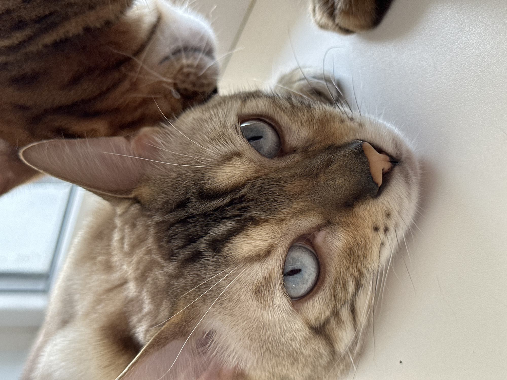 A close-up, eye-level, indoor photograph captures two Bengal cats resting side-by-side. The cat in the foreground, facing the camera, has striking blue eyes and a pale tan coat with dark brown spots and stripes. Its head is resting on a light-colored surface, possibly a windowsill. To the right and slightly behind, another Bengal cat with a darker, striped brown coat is partially visible, with its head lowered and its gaze directed away from the camera. The background shows a blurred window with natural light. The scene is devoid of human presence and any identifiable urban elements. The location is described as the city of Energetik, Russia.