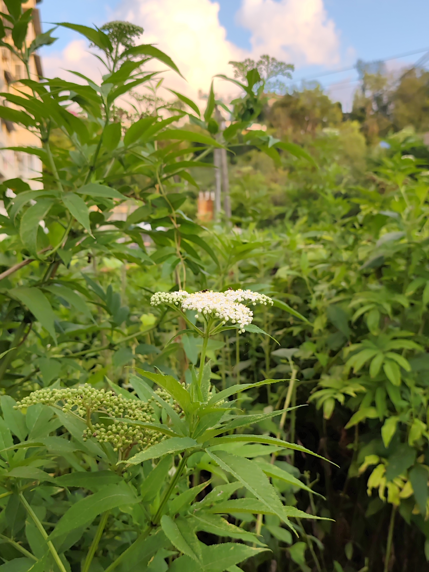 In the city of Oryol-Izumrud, Russia, a close-up view captures a cluster of delicate white flowers blooming atop a plant with compound leaves. The flowers are small and arranged in an umbel shape, with numerous tiny blossoms forming a round or slightly flattened head. The leaves are green and appear to be pinnately compound, with several leaflets branching off a central stem. In the foreground, a cluster of unbloomed flower buds, also green, are visible, indicating ongoing growth. The background is a blur of lush green foliage, suggesting a natural or garden setting. A hint of a building or structure is visible to the left, and a soft blue sky with scattered white clouds is present at the top of the frame. The lighting suggests it is either early morning or late afternoon, casting a warm glow on the scene.