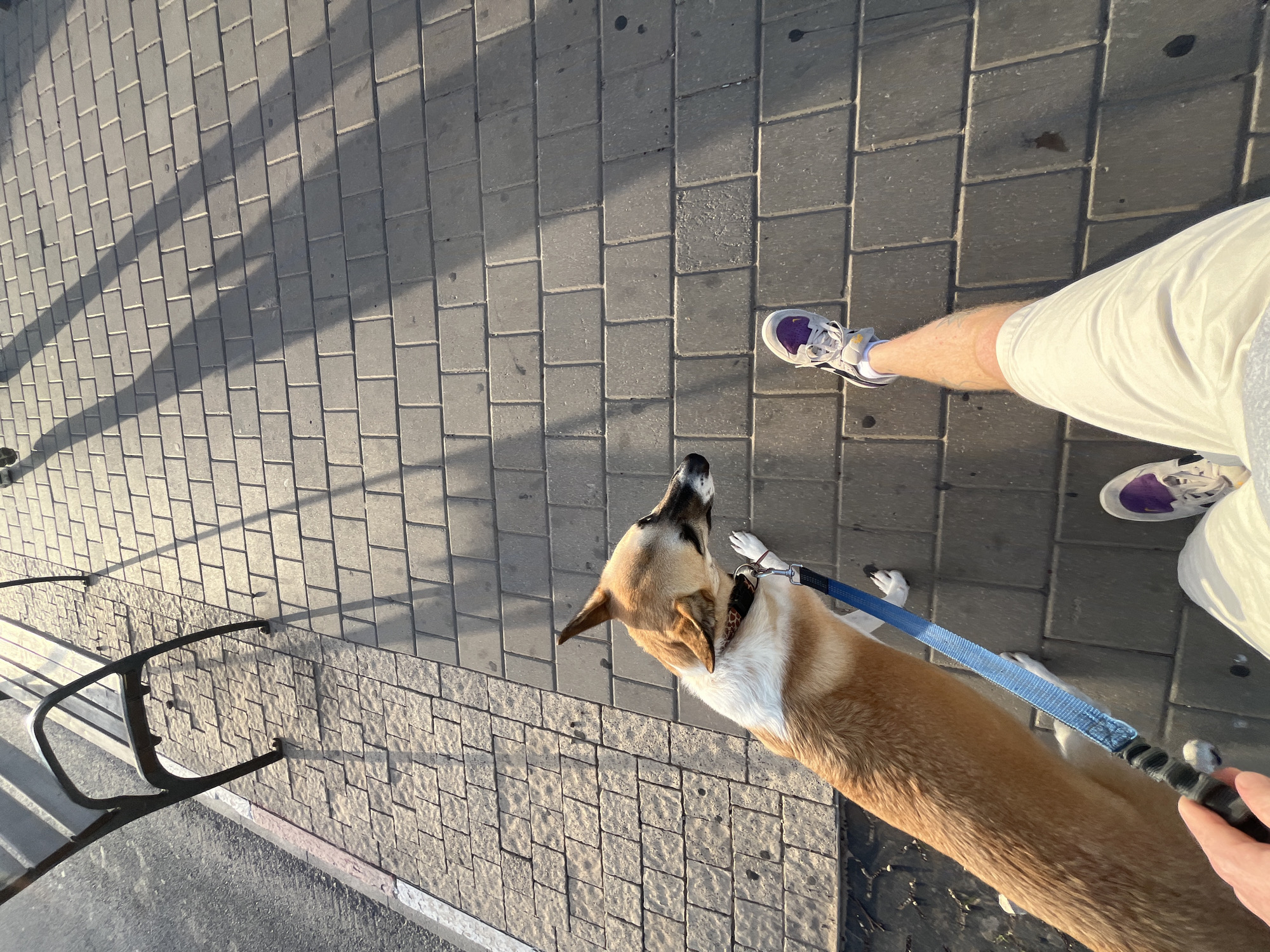 A first-person, high-angle shot depicts a person walking a dog on a paved sidewalk. The person is wearing white shorts and white sneakers with purple accents. The dog is primarily brown and white with a black muzzle and a brown and black collar. The dog is leashed with a blue leash, held by a hand in the lower right corner of the frame. The sidewalk is composed of grey interlocking pavers. In the background, a black metal railing is visible to the left. The image appears to be taken outdoors in daylight, with shadows cast on the pavers. Based on the architecture and style of paving, the location is likely in Tel-Aviv, Israel.