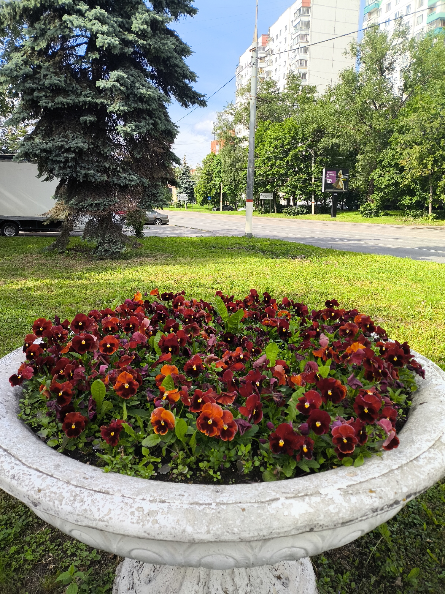 The image shows a flower bed with red and orange pansies in a concrete planter. The planter sits on a patch of green grass beside a street. A large spruce tree stands nearby, and a white truck is parked behind it. Across the street, there are green trees and a tall, white apartment building. A billboard is visible among the trees. The location is presumed to be an urban or suburban area, but the specific city and state are unknown.