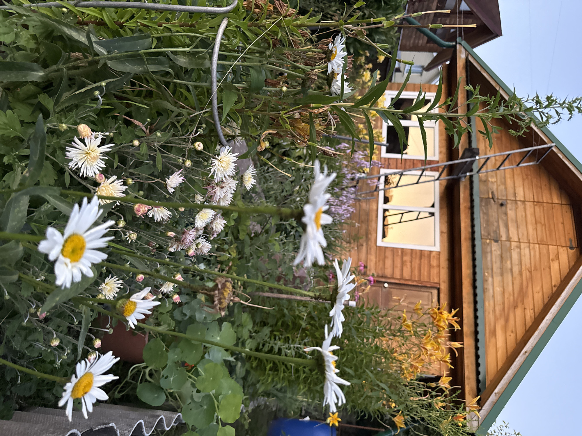 The image depicts a garden scene in front of a wooden house in Bor, Russia. The house, made of light-colored wood with a green roof, has two windows reflecting the sky. A ladder is propped against the side of the house. In the foreground, various flowers are in bloom, including daisies with white petals and yellow centers, and other white and pink flowers. Yellow lilies are visible behind the daisies. The garden is lush with green foliage and plants. The sky is a pale blue, suggesting it is either early morning or late evening.