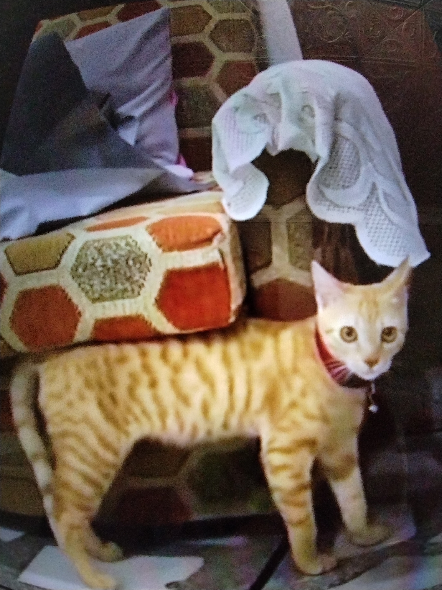 The image shows a ginger tabby cat standing on a patterned rug. The cat is wearing a red collar. Behind the cat, there are two pillows, one with a hexagonal pattern and the other a plain grey. A white lace fabric is draped over a piece of furniture in the background. The image is taken indoors. There is no information available to determine the location in the city of Stavropol, Russia.