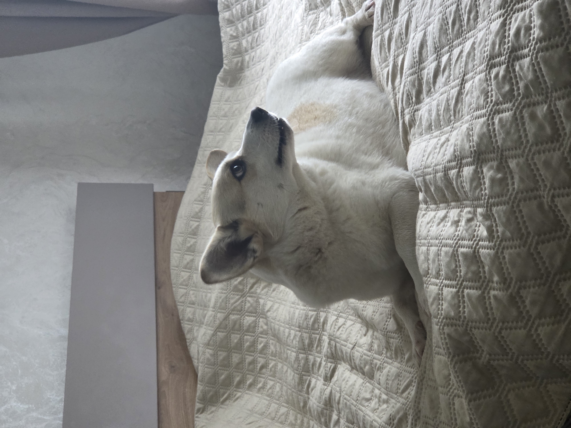 A white dog with a tan patch on its side rests on a beige quilted bedspread. The dog's head is turned upward, facing the light source, with its ears perked. To the left of the bed, a light grey wall panel is visible, next to a wood-toned panel. The image is taken from an elevated perspective. The location is indiscernible.