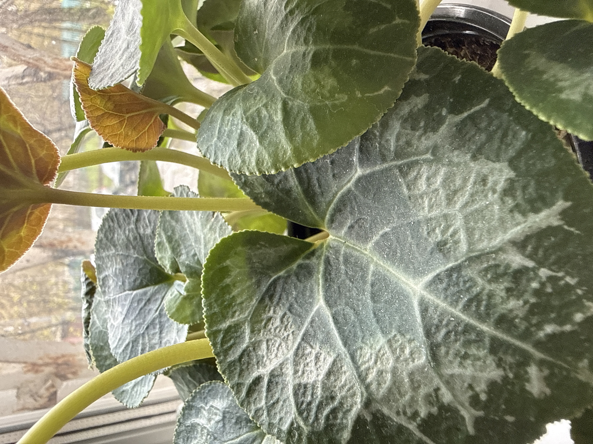 A close-up shows a potted plant with large, textured, grey-green leaves with prominent veins. Some leaves are turning brown. The plant sits on a windowsill, and an out-of-focus view of trees can be seen through the window. This image does not provide enough information to confirm its location is in Moscow, Russia.