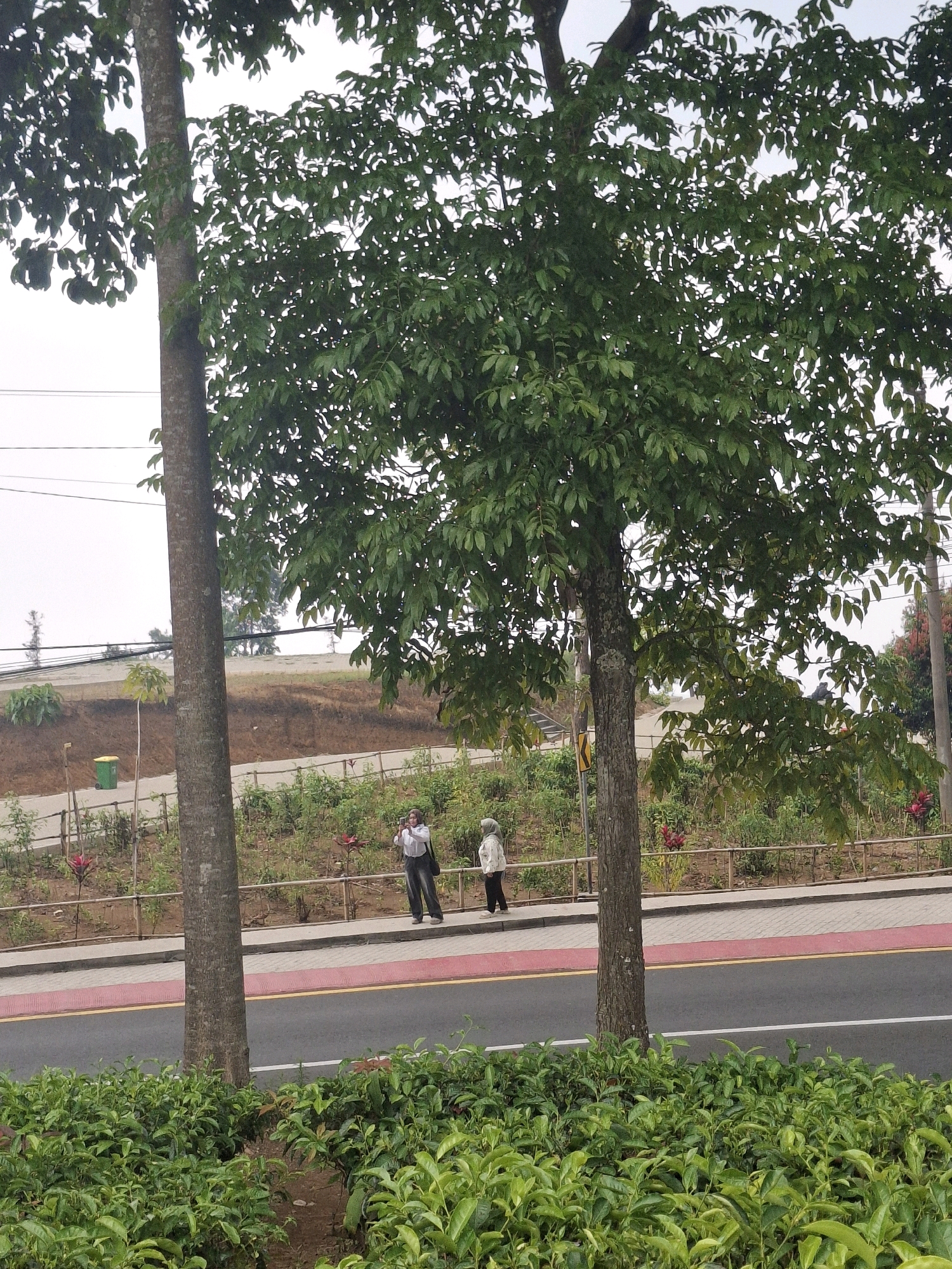 The image shows a view from a low angle, looking up towards a lush green tree. In the background, two individuals are walking along a paved path. One person is taking a photo with their phone, while the other is standing next to them. The path is bordered by a low wooden fence and various plants. A road with red and yellow markings is visible in the foreground. Behind the path, there is a gently sloping hill covered in foliage and trees. The overall environment suggests an outdoor recreational area, potentially in a park or a landscaped garden, consistent with locations found in Ciater, Indonesia, known for its natural beauty and tea plantations. The sky is overcast, creating a soft, diffused light.