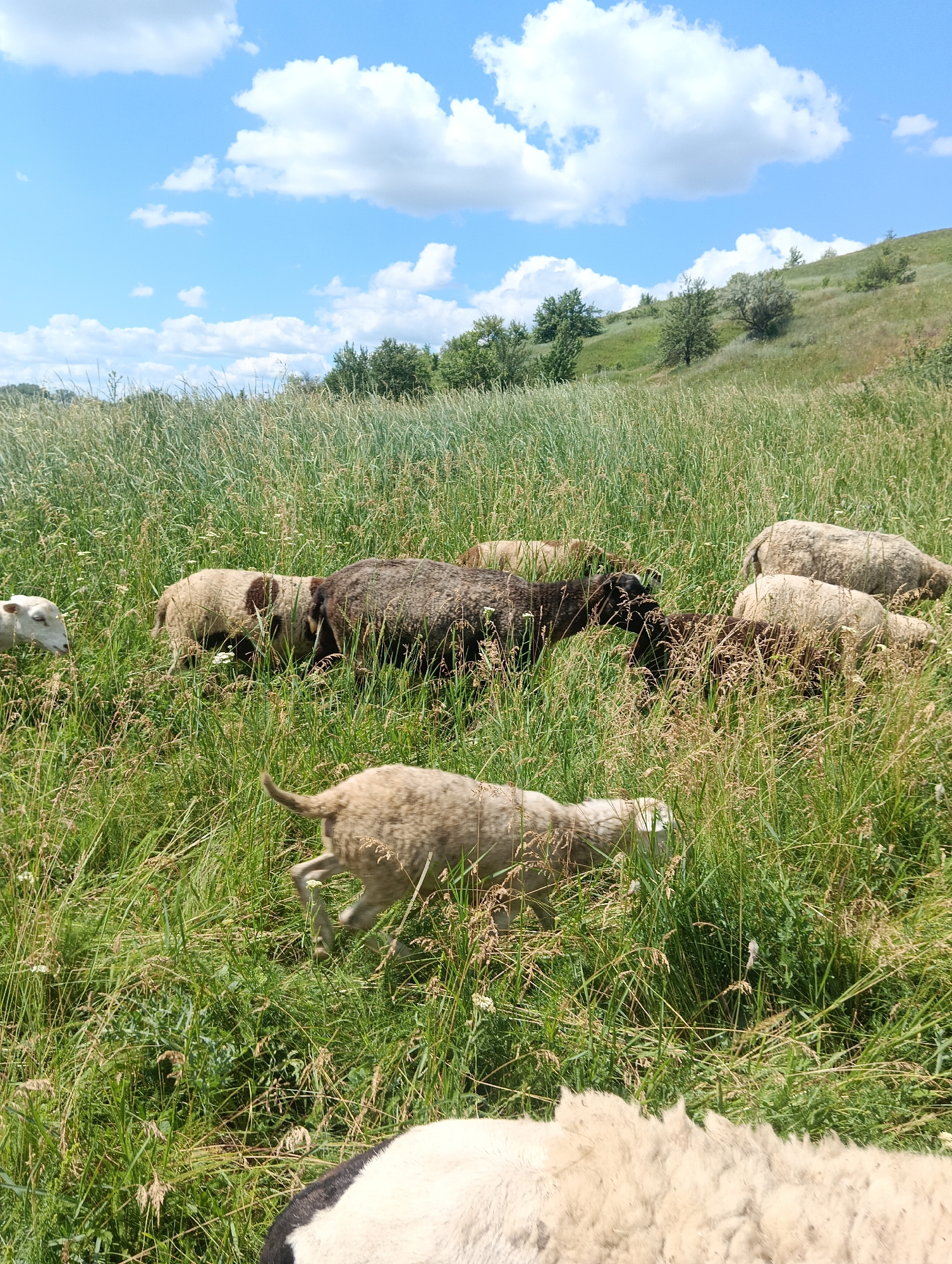 A flock of sheep grazes in a field of tall green grass under a bright blue sky dotted with fluffy white clouds. The sheep are of various colors, including white, brown, and black. Some sheep are facing away from the camera, while others are looking towards it. The terrain slopes upwards in the background, with scattered trees and bushes. The image appears to be taken from a low angle, looking up at the sheep and the landscape. The overall scene suggests a peaceful rural setting on a sunny day.