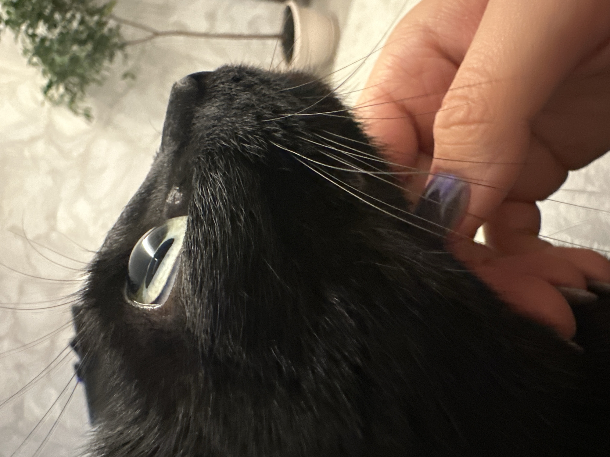 A close-up shot features a black cat being petted by a person. The cat's head is oriented towards the upper left corner of the frame, showing its eye with reflected light. The person's hand is visible on the right side of the frame, partially covering the cat's fur. The person's fingernails are painted. The background is out of focus and includes a blurry plant. The location is Unknown, Unknown.