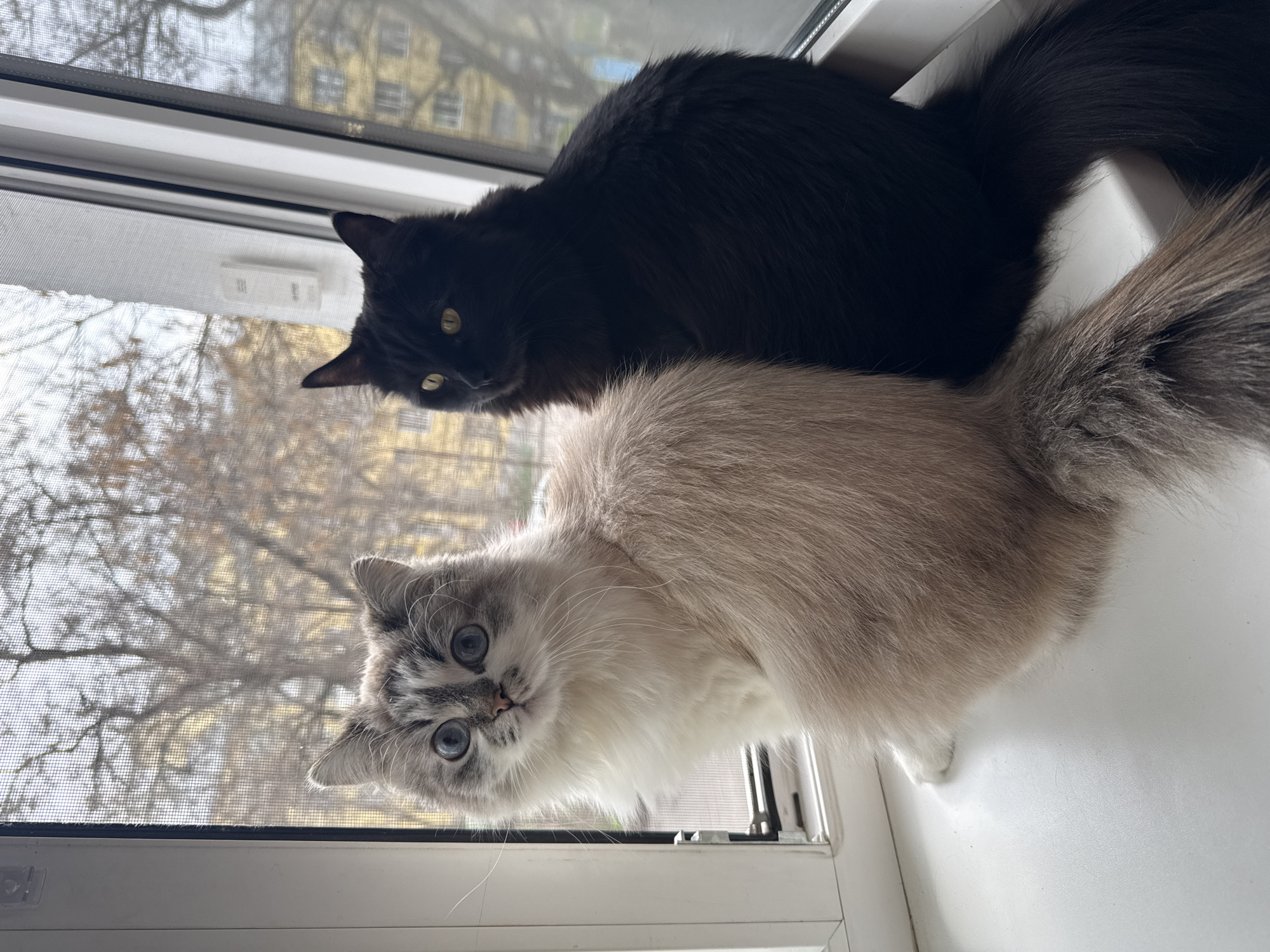 Two cats are perched on a white windowsill, likely inside an apartment or house. The cat in the foreground is a light gray and white colorpoint with blue eyes. The cat behind it is black with yellow eyes. Through the window screen, a blurred background shows buildings and trees, suggestive of an urban environment, but the city of Rostov-on-Don, Russia is not discernable from the available imagery.