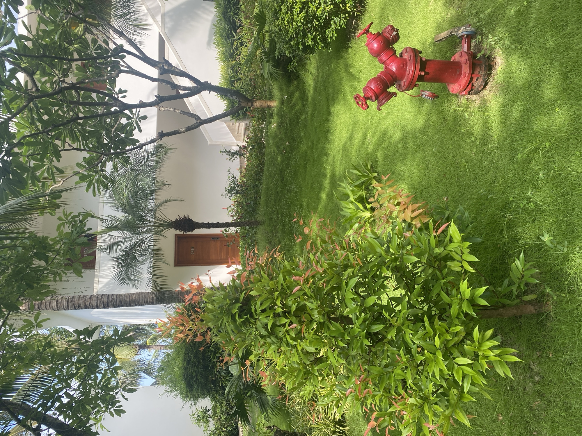 The image captures a garden scene in what appears to be a well-maintained area of Bac Cam Ranh Ward, Vietnam. A white building with wooden doors (numbered 2310 and 2320) is visible in the background, partially obscured by trees. The foreground features lush greenery, including bushes with green and reddish-orange leaves. A bright red fire hydrant stands prominently on the grass. The scene is brightly lit, suggesting a sunny day.