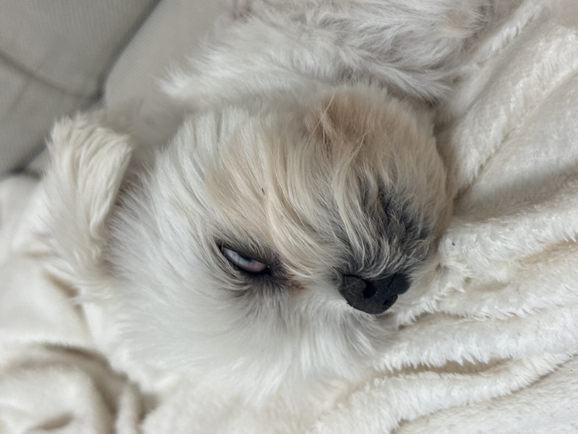 A close-up, slightly blurry, top-down view shows a white dog with light brown markings sleeping on a white, fuzzy blanket. The dog's eyes are partially closed, revealing a bluish iris. Its black nose is visible, along with its graying fur around the muzzle. The blanket appears soft and textured, with visible folds and shadows that indicate its depth and softness. The lighting is soft, suggesting it is indoors, possibly in a home environment. There is no information in the image to suggest this scene is located in Volgograd, Russia.