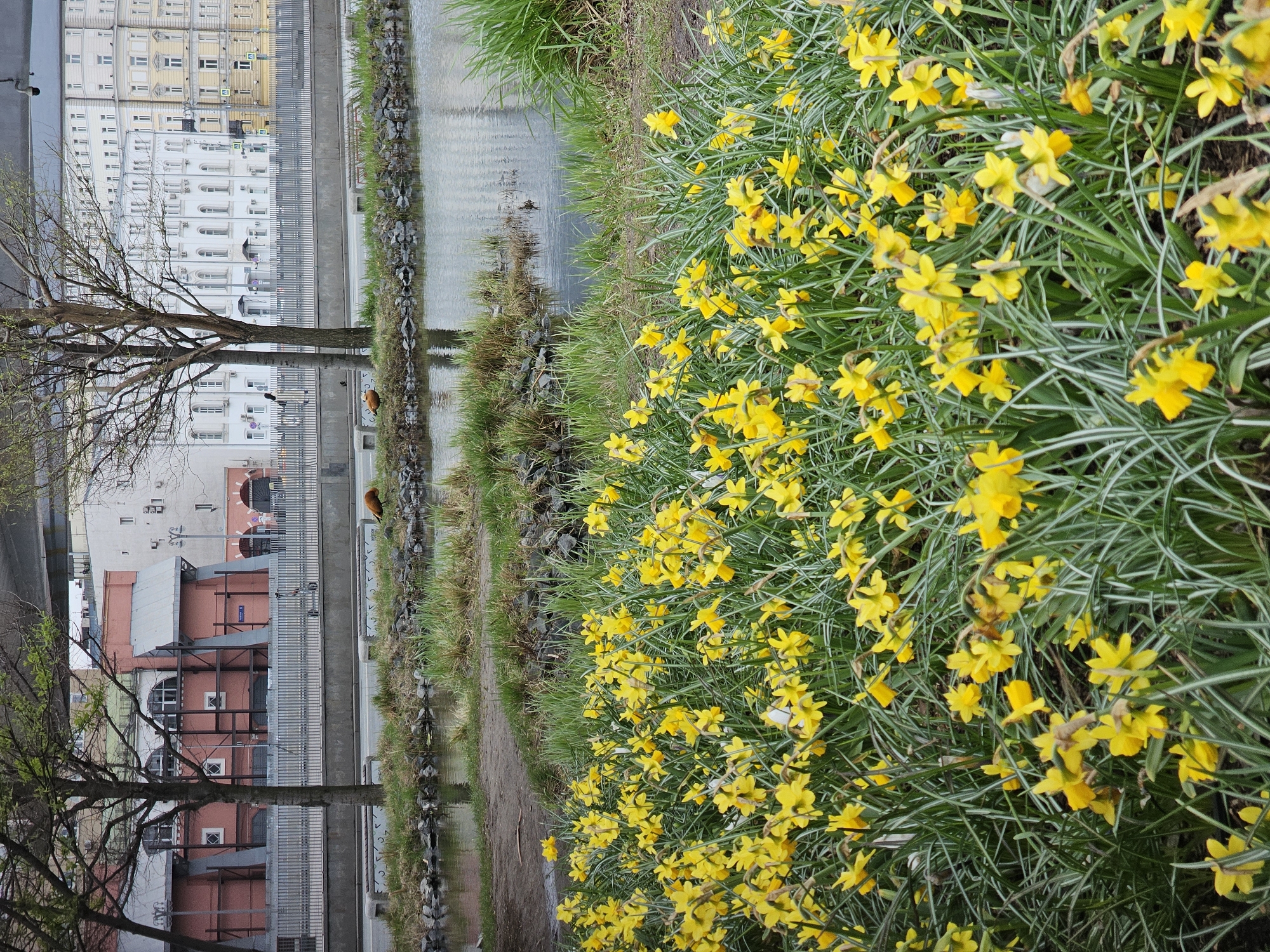The image depicts a view of a canal lined with blooming yellow daffodils, set against the backdrop of a city. The location is in Moscow, Russia, specifically the Vodootvodny Canal. On the left side, a tree stands bare, its branches reaching up. The background showcases an urban scene, with multi-story buildings reflecting in the canal's water. Ducks are visible on the bank. The image is taken from an elevated perspective, providing a clear view of the flowerbed and the city beyond.