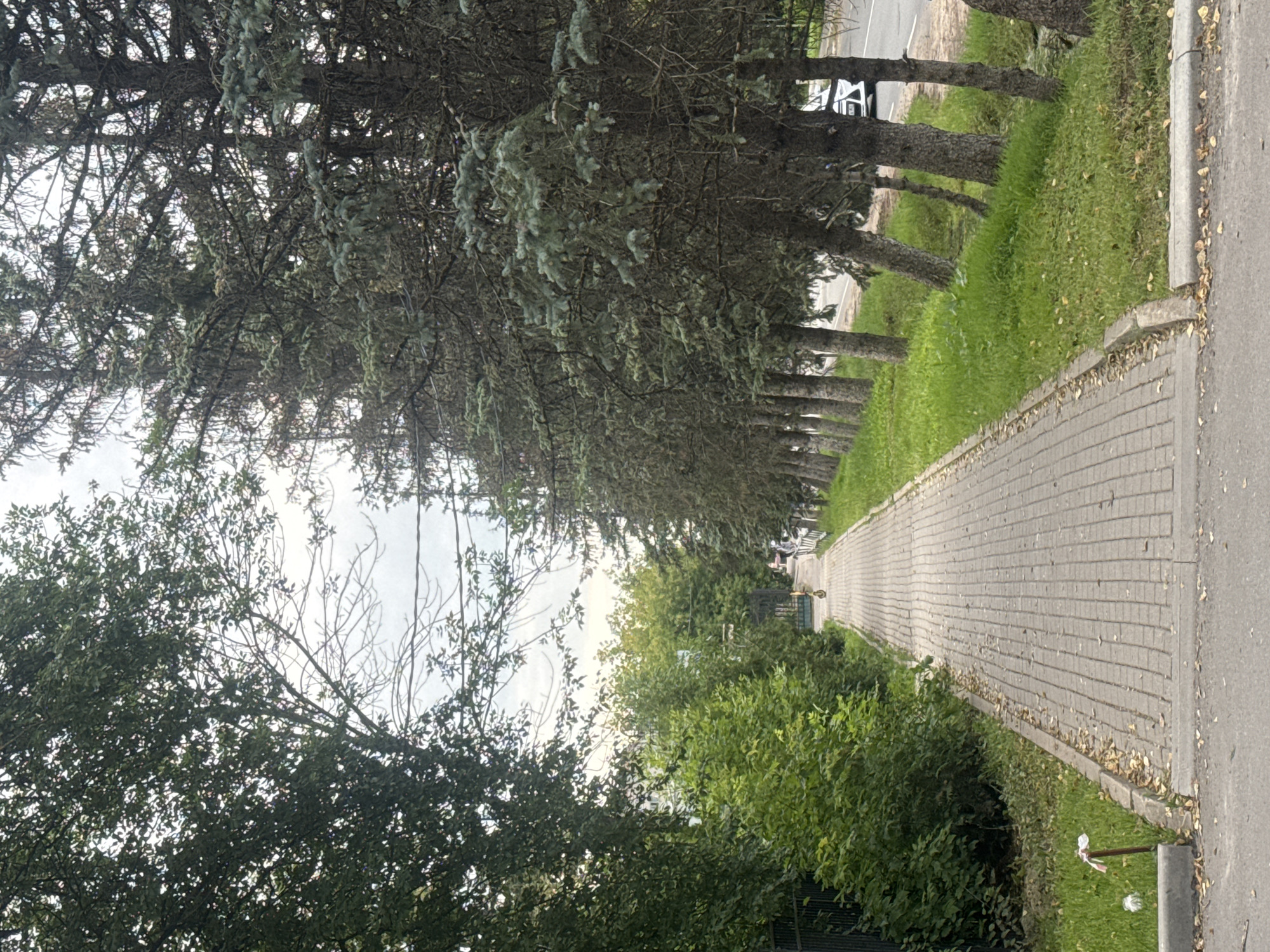 The image depicts a paved pedestrian walkway lined with trees on both sides, suggesting an urban or suburban park or street setting. On the left, a dense line of green trees and bushes creates a boundary. On the right, a row of tall, mature pine trees with sparse foliage forms a distinct line, their trunks angled slightly. The walkway itself is constructed of grey interlocking pavers and appears to be relatively well-maintained, with some fallen leaves scattered along its edges. In the distance, at the end of the walkway, a person is visible, appearing to be riding a yellow electric scooter or similar device. Beyond the walkway, to the right, a paved road is visible with a white vehicle parked. The sky is overcast with a light grey tone. The presence of a paved road, walkway, and parked vehicles indicates an established urban or suburban environment. Based on the provided information, this scene is located in the city of Dedovsk, Russia.