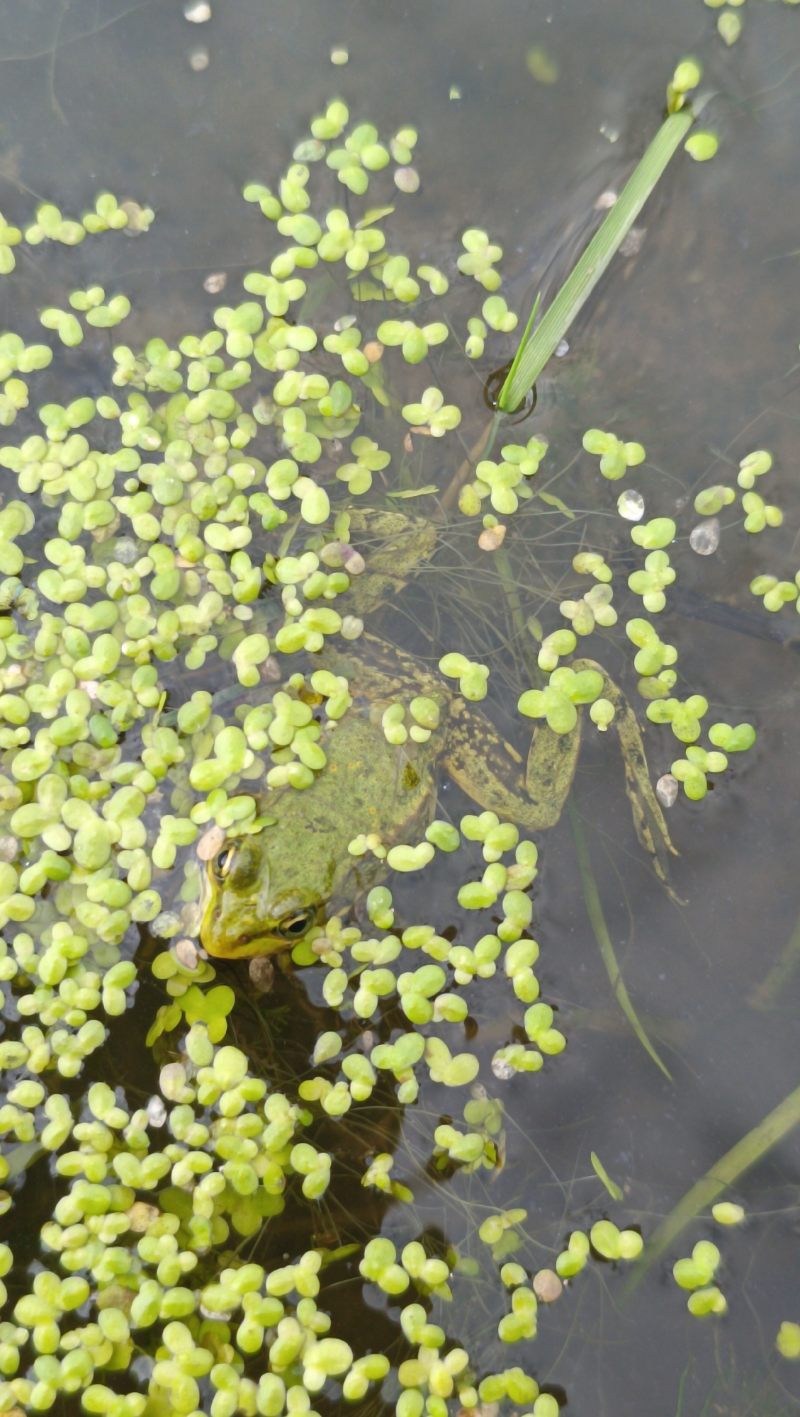 A green frog is partially submerged in murky water covered with small, green, heart-shaped aquatic plants. The frog's head and front legs are visible above the surface, with its eyes focused forward. Its body is mottled green and brown, with visible dark spots on its legs. Several blades of green grass or reeds emerge from the water. The overall environment appears to be a natural pond or slow-moving body of water. There are no people or any indication of the city of Karsha, Russia.