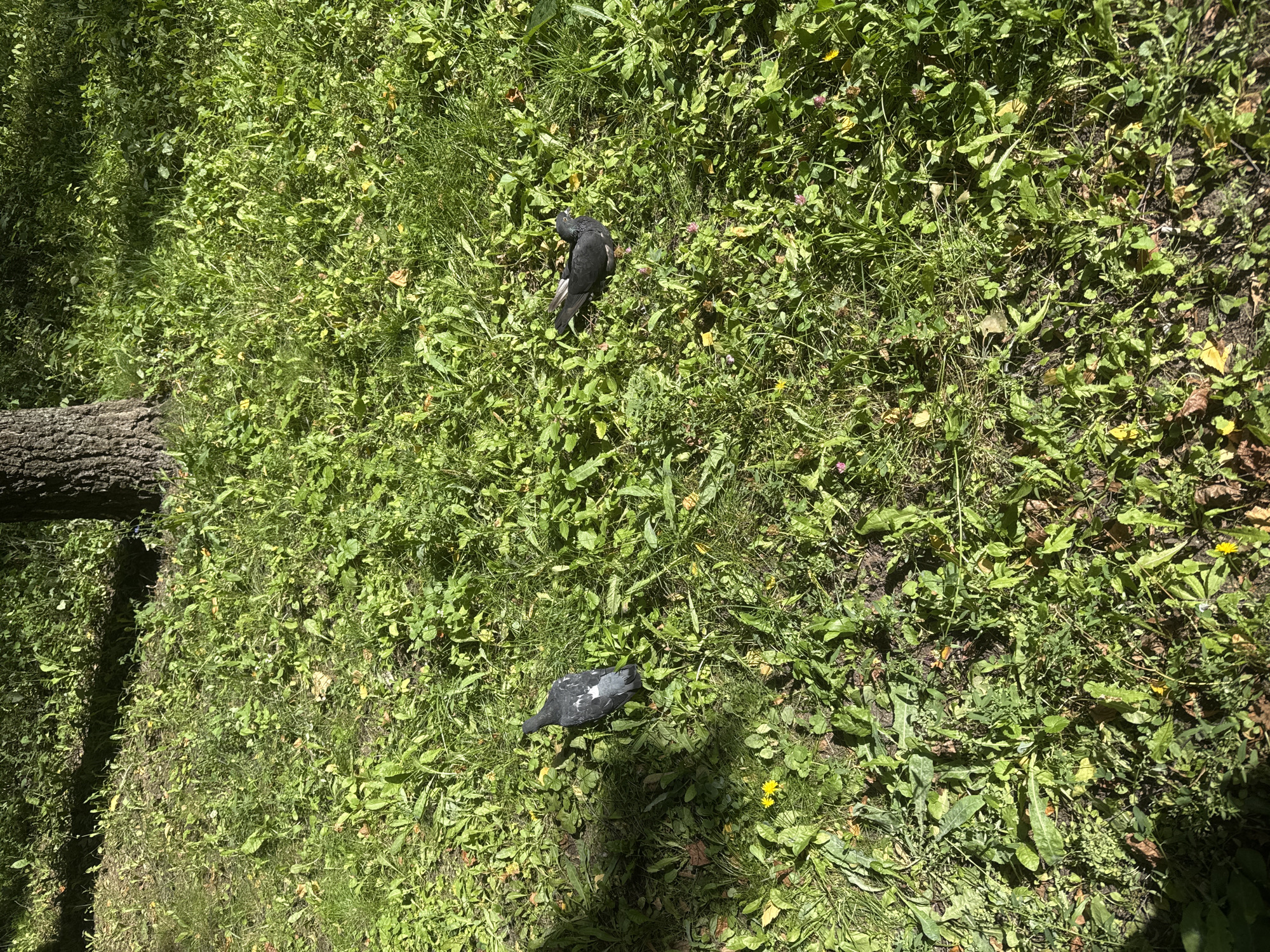 The image shows two pigeons on a patch of grass in what appears to be a park or a wooded area. The grass is green and uneven, with some fallen leaves scattered throughout. In the background, the trunk of a large tree is visible. The sunlight casts shadows on the ground, suggesting it is a bright day. The pigeons are a dark grey and black color, and they are both facing in different directions. One pigeon is standing upright, while the other is closer to the ground, possibly foraging. There are a few small yellow flowers visible in the grass. The scene is natural and undisturbed.