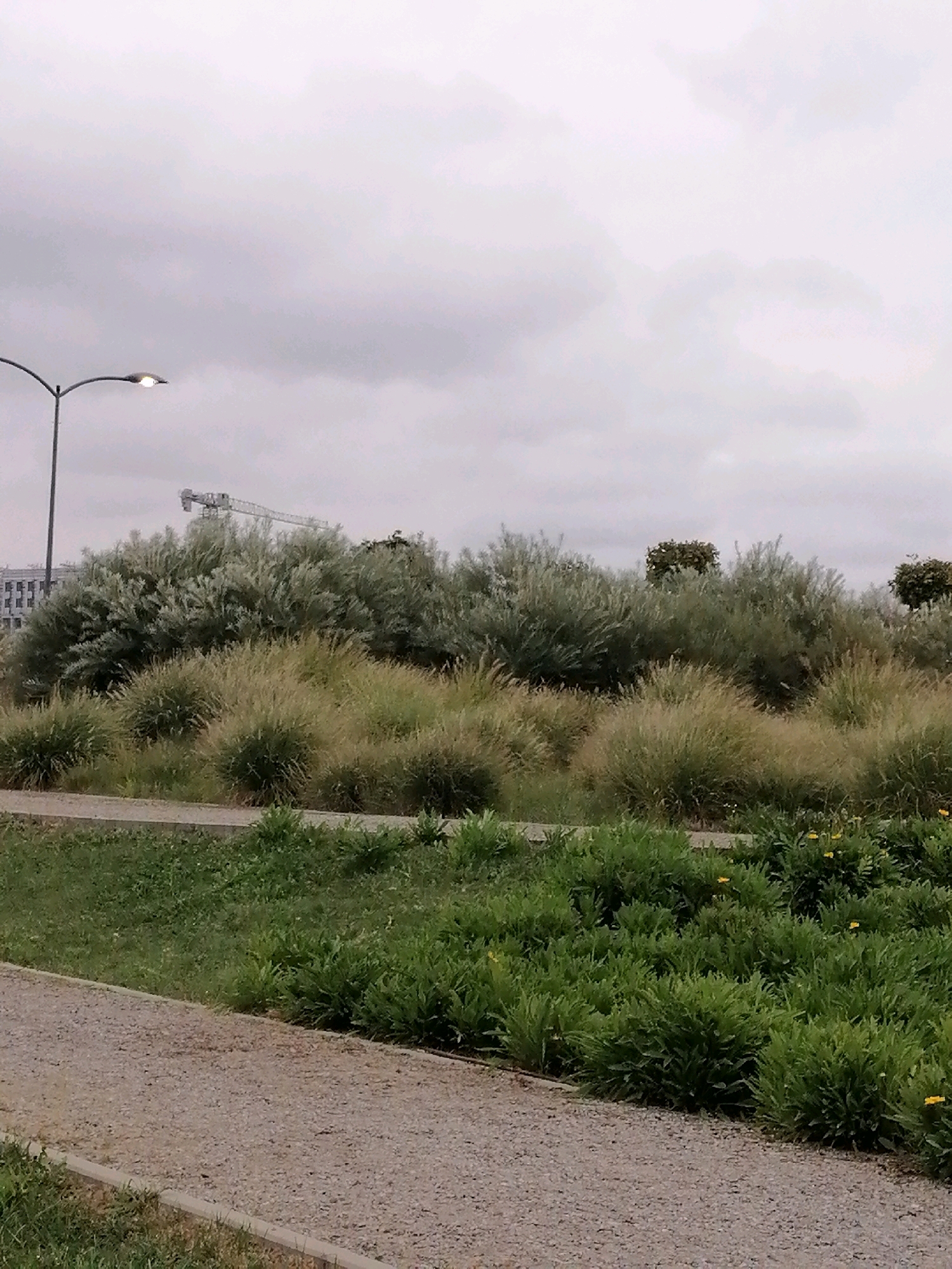 A wide-angle, medium-shot photograph captures an overcast day in Rostov-on-Don, Russia. The foreground features a gravel pathway bordering a lush green lawn. Behind the lawn, tall, wispy grasses and dense green bushes form a natural barrier. In the middle ground, a line of trees with silvery-green foliage dominates, interspersed with taller, bushy trees. A construction crane is visible in the background, partially obscured by the trees, suggesting ongoing development. A modern streetlight stands tall on the left side of the frame, its light on, indicating either early morning, late evening, or simply its activation during the dim weather. The overall scene depicts a blend of urban landscaping and natural elements under a cloudy sky.