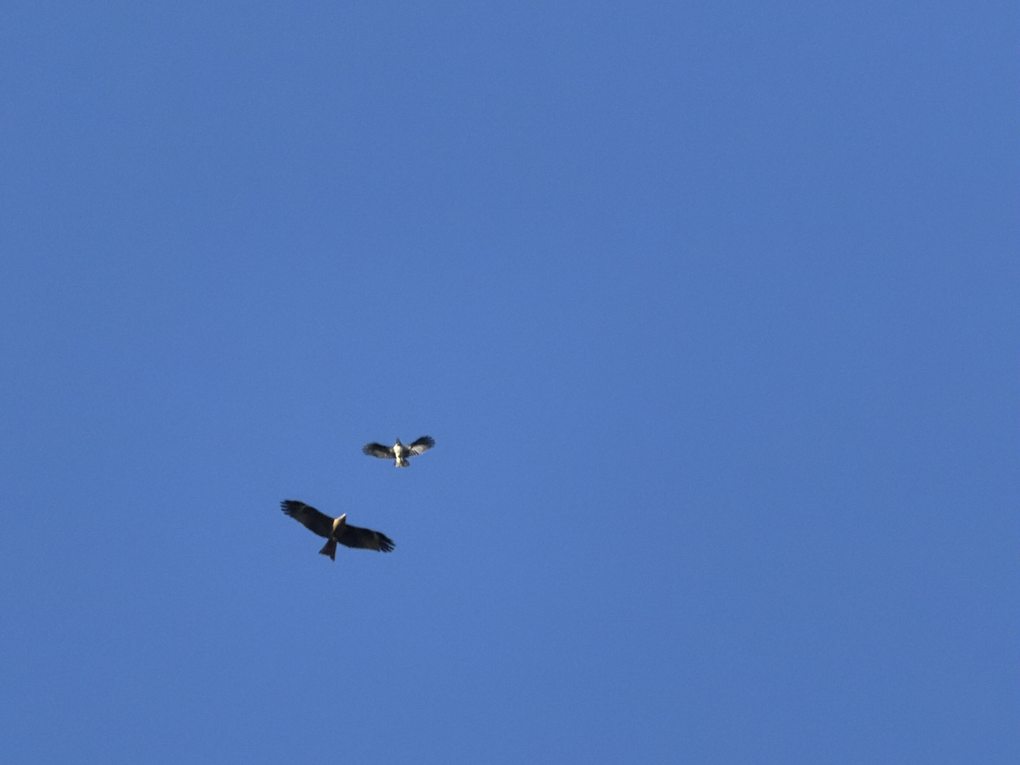The image shows two birds flying in a clear blue sky. The bird on the lower left is dark colored with a forked tail. The second bird is smaller and lighter in color. The location is unknown.