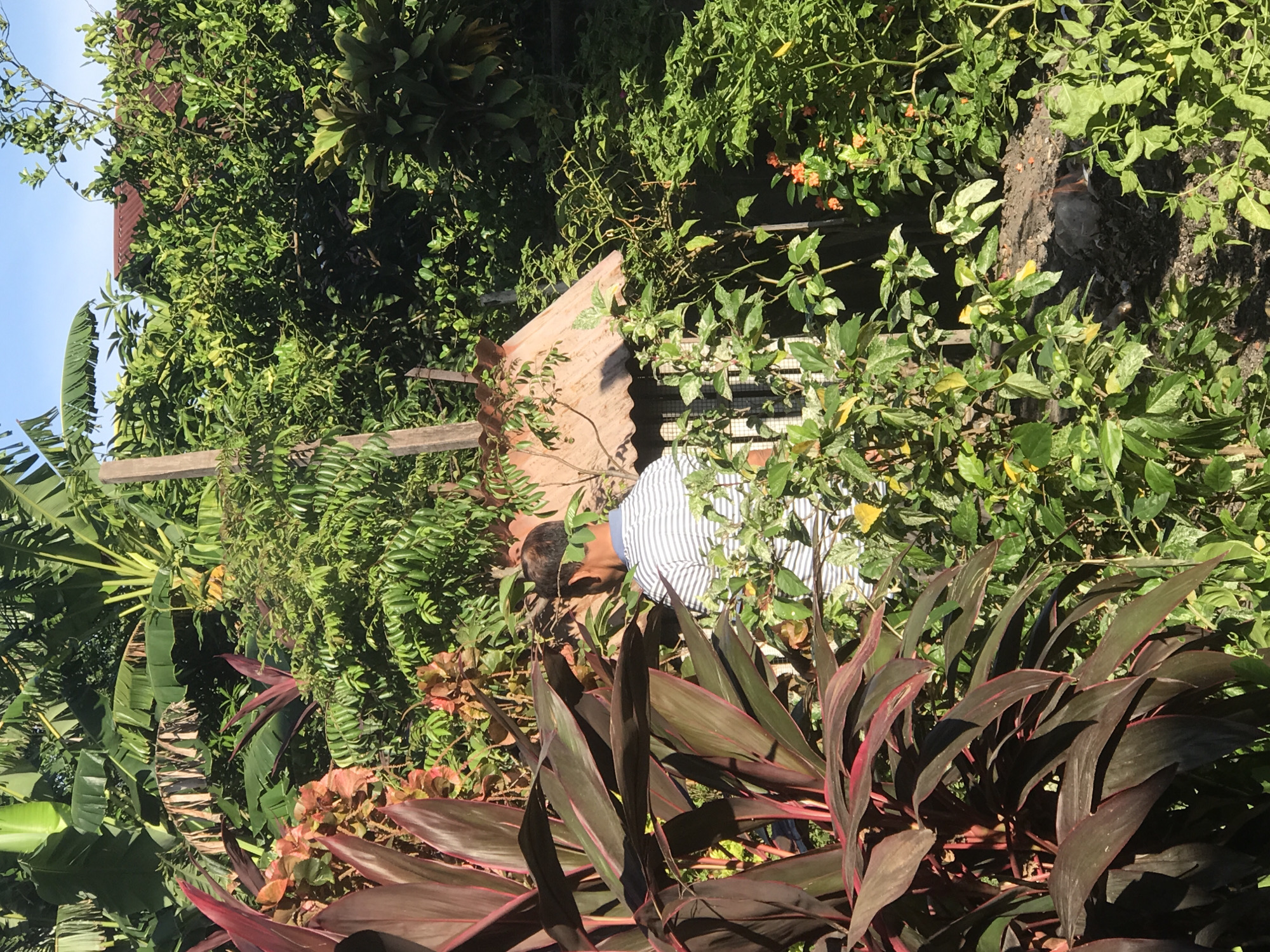 An eye-level, outdoor shot features a person bending over in a yard filled with lush greenery. The individual, appearing to be male, wears a light blue and white striped shirt, and is obscured by the vegetation. The location may be Lhokseumawe, Indonesia, based on the prompt; this cannot be confirmed visually.
The environment consists of dense foliage of varying types and colors. Dark red, blade-like plants are in the foreground, along with broad green banana leaves. Behind the individual are many smaller green plants. A corrugated metal sheet leans against some wooden posts in the background. In the upper portion of the frame, more trees and plants are visible, obscuring a view of the sky.