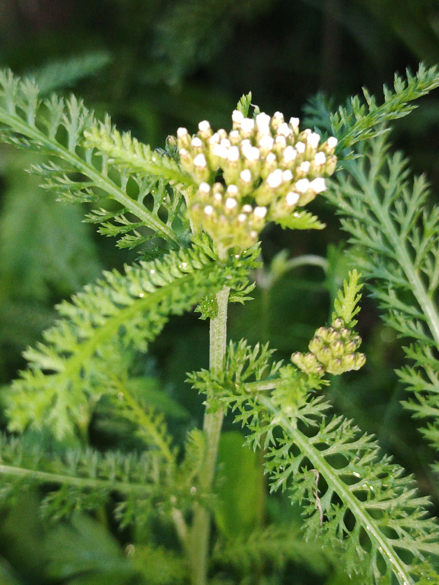 A close-up, low-angle shot focuses on the delicate white flower heads and feathery green leaves of a yarrow plant in Medvedyovka, Russia. The yarrow is in bloom, with clusters of small, white florets forming umbrella-like structures. The leaves are finely dissected, creating a lacy appearance. The background is a soft blur of dark green foliage, suggesting the plant is growing in a natural setting, possibly a field or garden. The lighting is natural, with subtle highlights on the dew-kissed petals and leaves. No people are visible in the image.