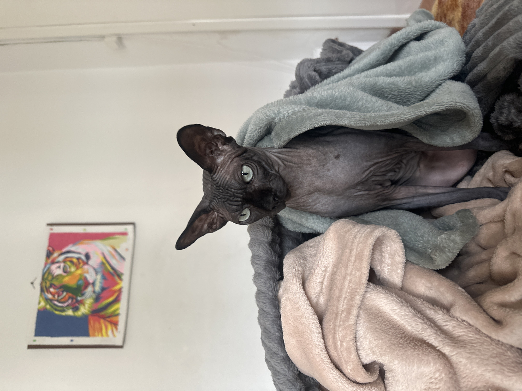 A hairless cat with green eyes is nestled in a pile of soft blankets, a light blue blanket draped over its body. The blankets are a mix of grey, beige, and blue. A colorful framed picture, possibly of a tiger, is on the white wall in the background. The photo does not contain any people and does not seem to be taken in Budva, Montenegro.