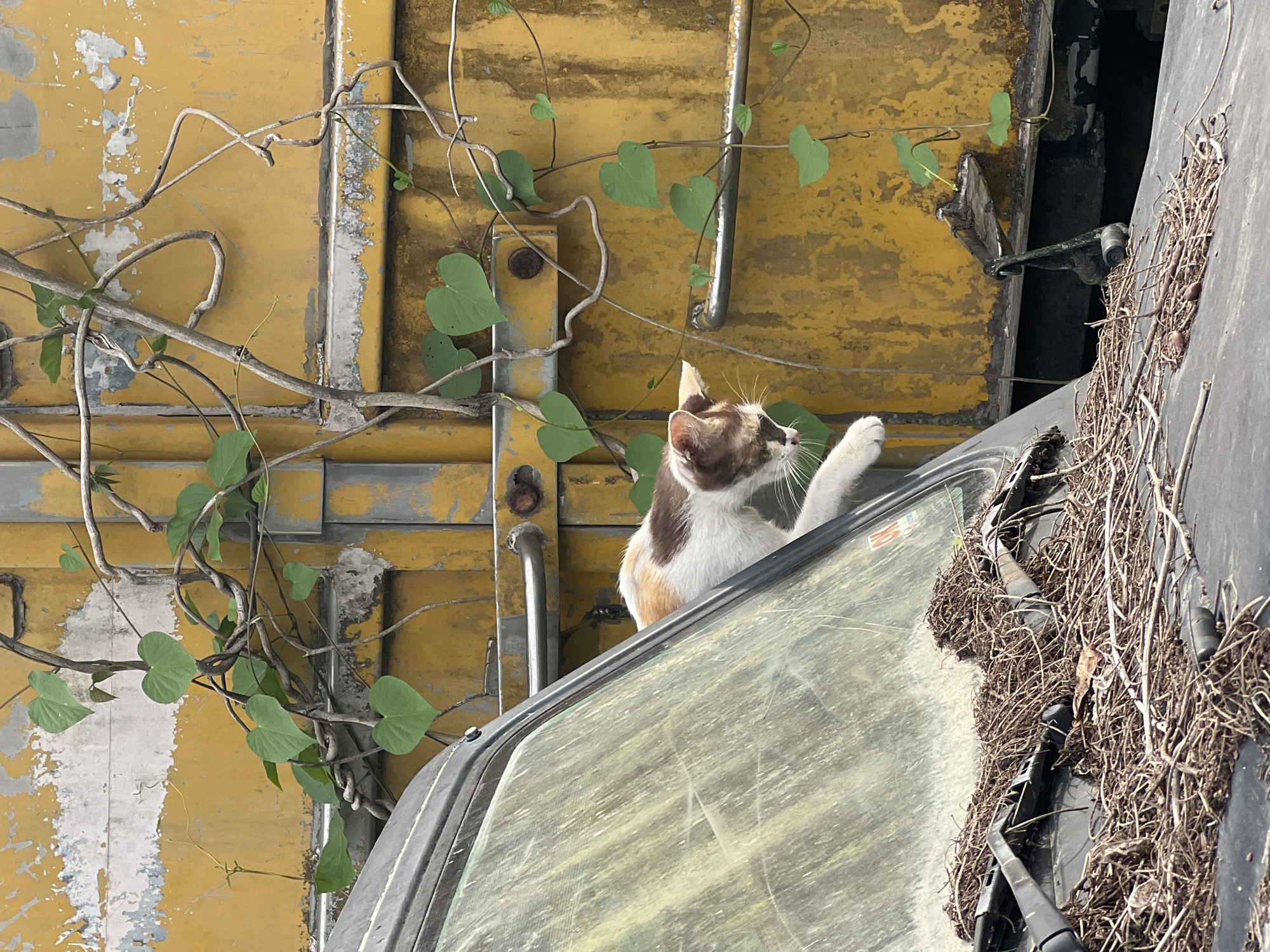 A calico cat, predominantly white with brown patches, is perched on the hood of a dilapidated vehicle, its front paws extended. The cat appears to be looking downwards and to its right. The vehicle's windshield is heavily soiled and covered in a thick layer of dried twigs and leaves. The background consists of a weathered, yellow corrugated metal surface, possibly a shipping container or a building facade, with a vine growing across it. The scene is set outdoors, with the presence of an abandoned vehicle and overgrown vegetation suggesting an urban or semi-urban environment. The specific location in ตำบลเกาะพะงัน, Thailand, is not visually discernible from the image itself but has been provided as contextual information.